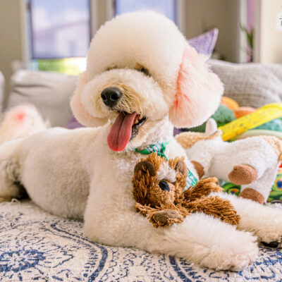 Franklin lounging on the couch with a toy in his paws, smiling with his tongue out.