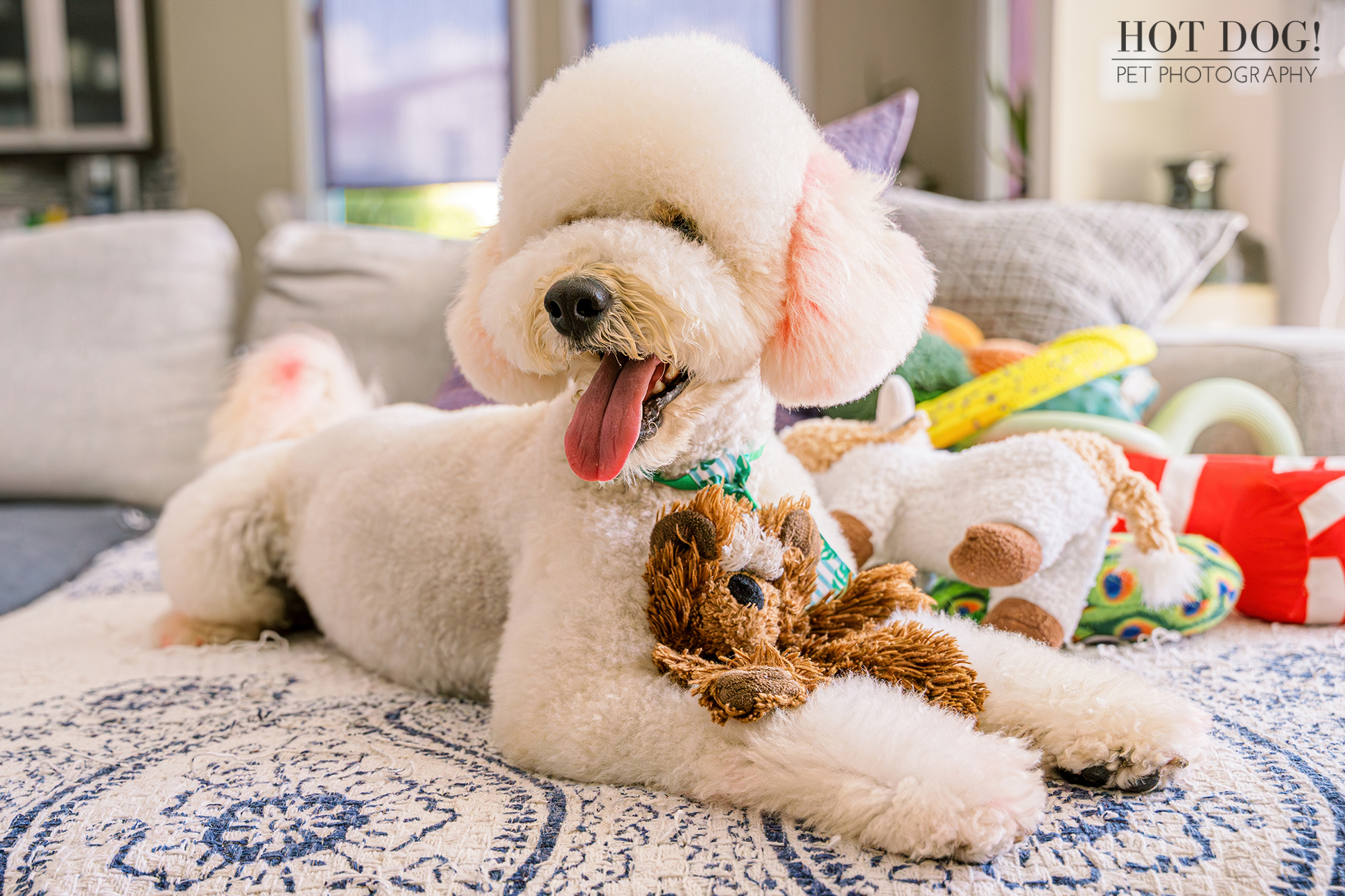 Franklin lounging on the couch with a toy in his paws, smiling with his tongue out.