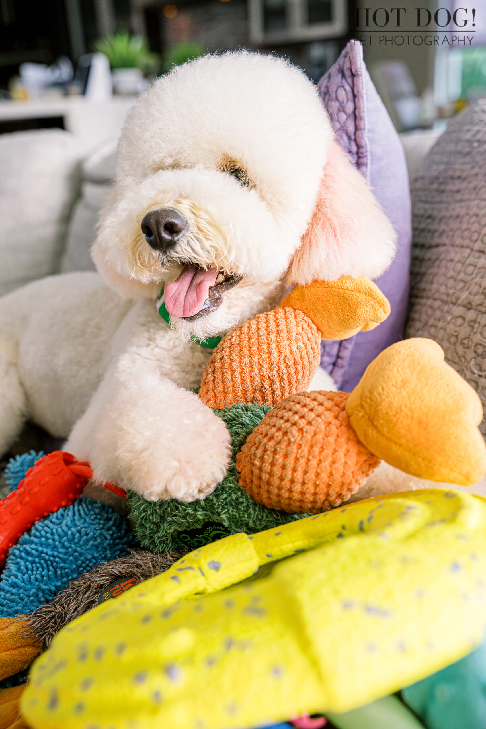 Franklin snuggled into a pile of plush dog toys, showing off his playful personality.