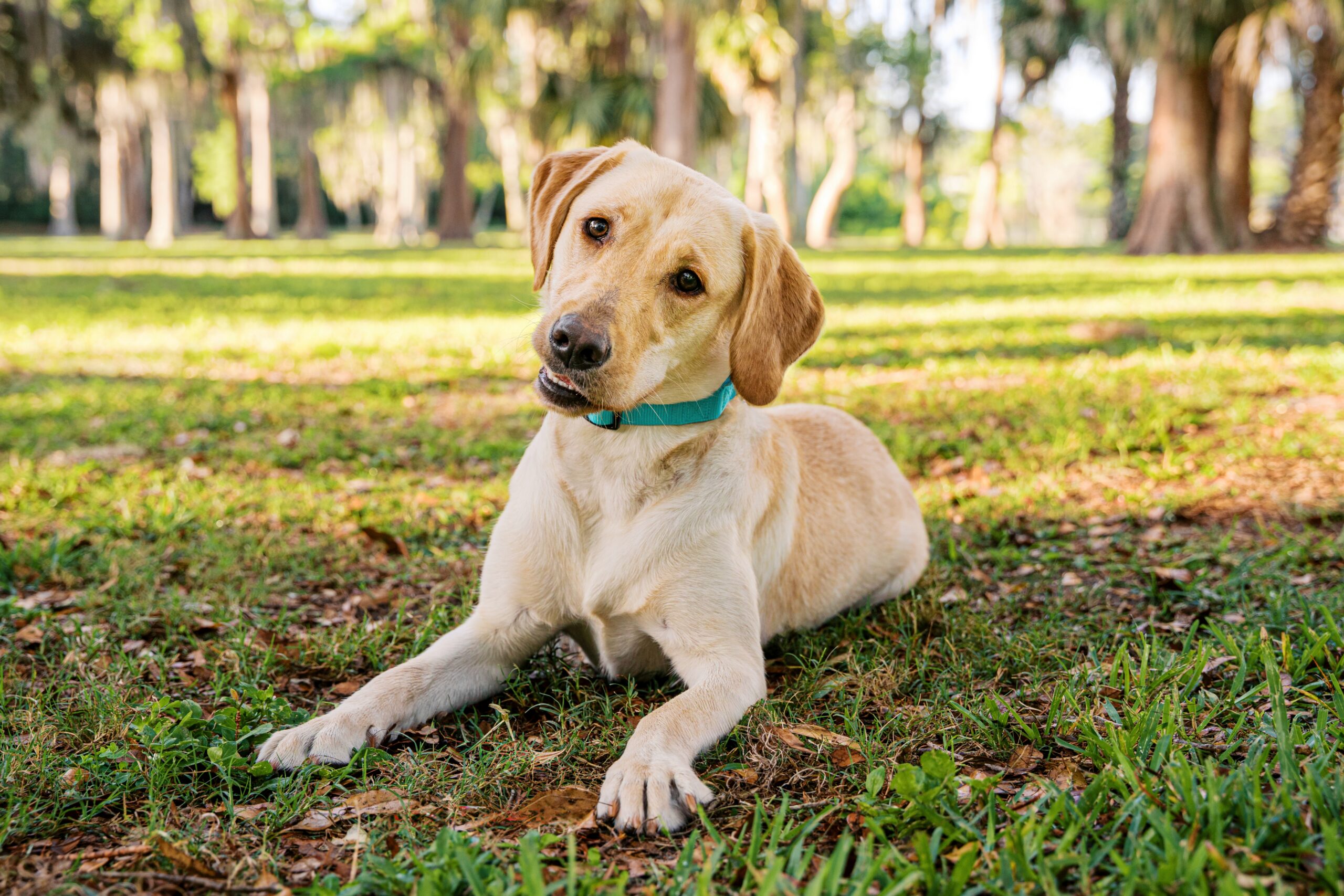 Yellow Labrador Retriever puppy tilting her head while lying in the grass at Cypress Grove Park.