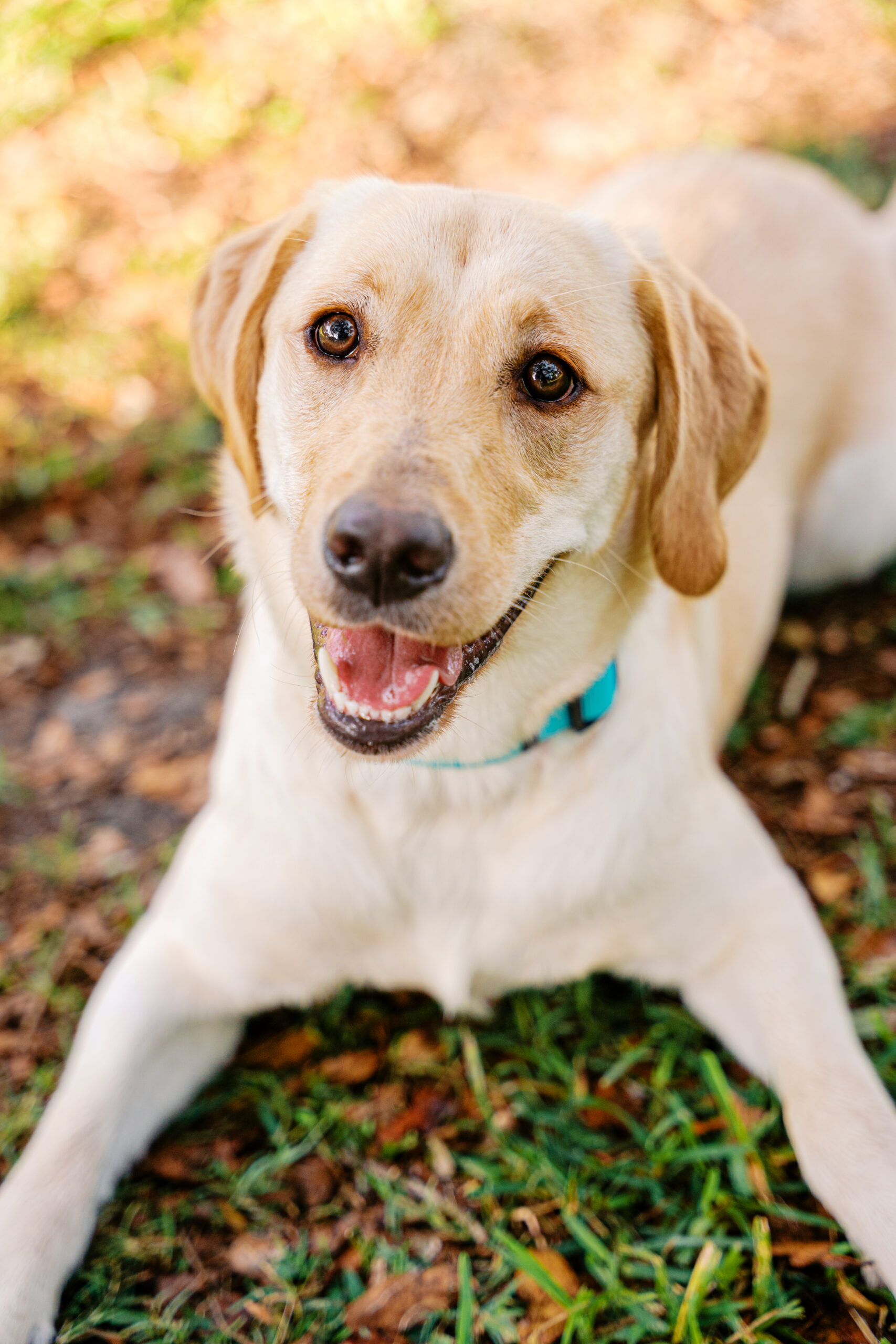 Close-up portrait of a smiling yellow Labrador Retriever puppy with bright eyes and a teal collar.