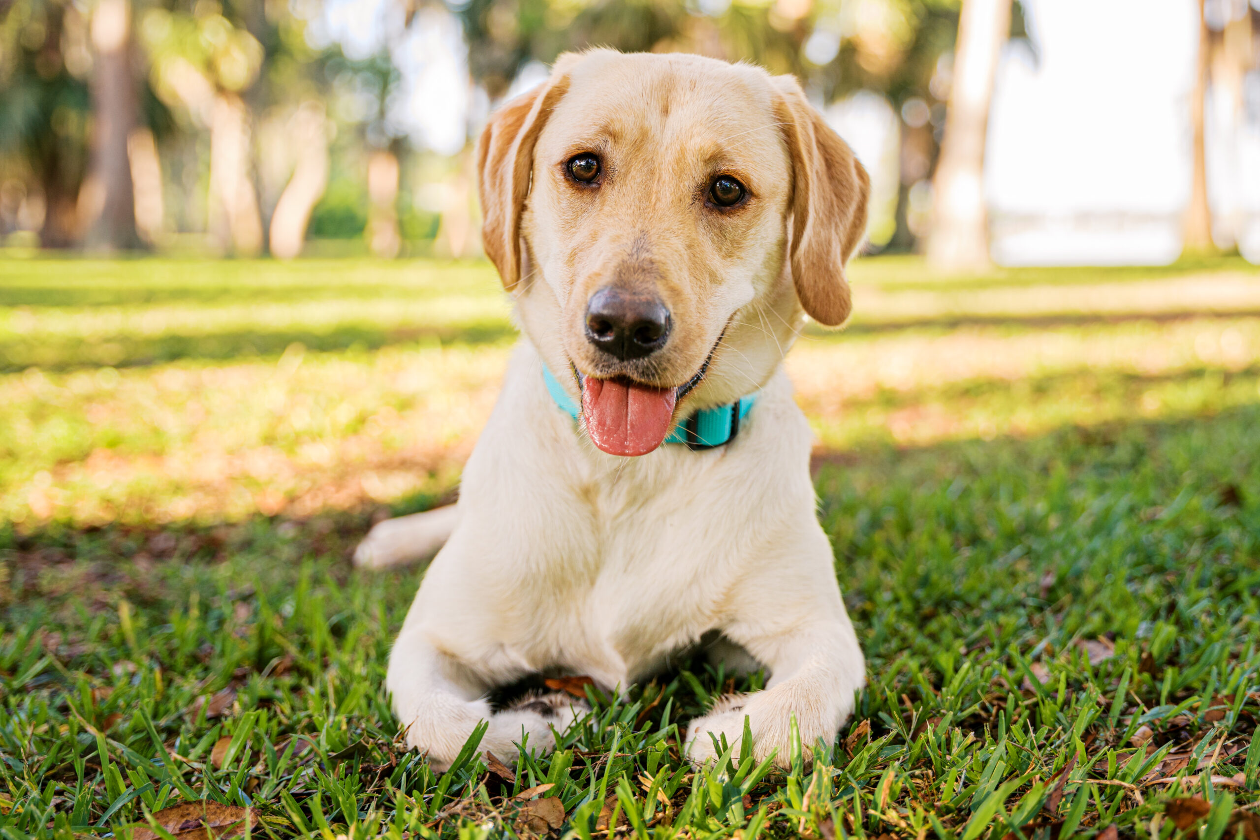 Happy yellow Labrador Retriever puppy lying in the grass at Cypress Grove Park with her tongue out.