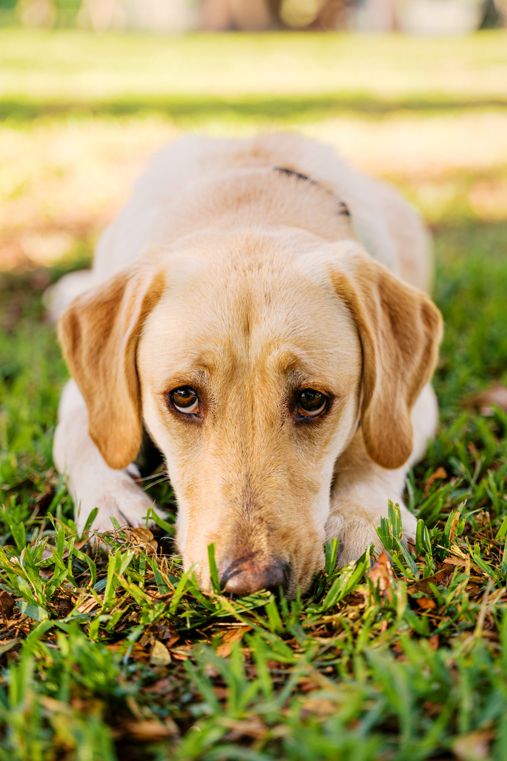 Yellow Labrador Retriever puppy resting her chin in the grass during an outdoor pet photography session.