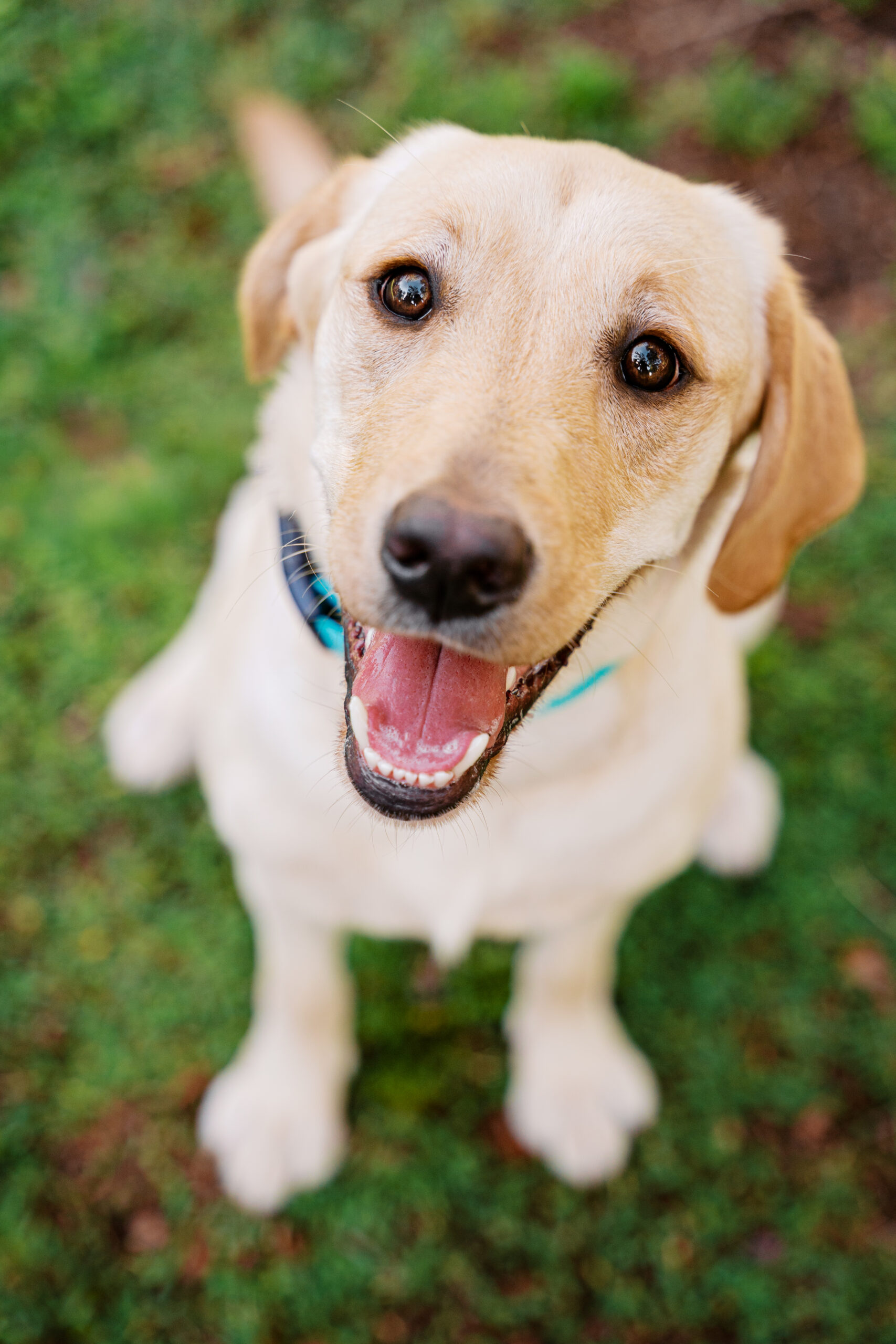 Cheerful yellow Labrador Retriever puppy looking up at the camera with an open-mouthed smile.