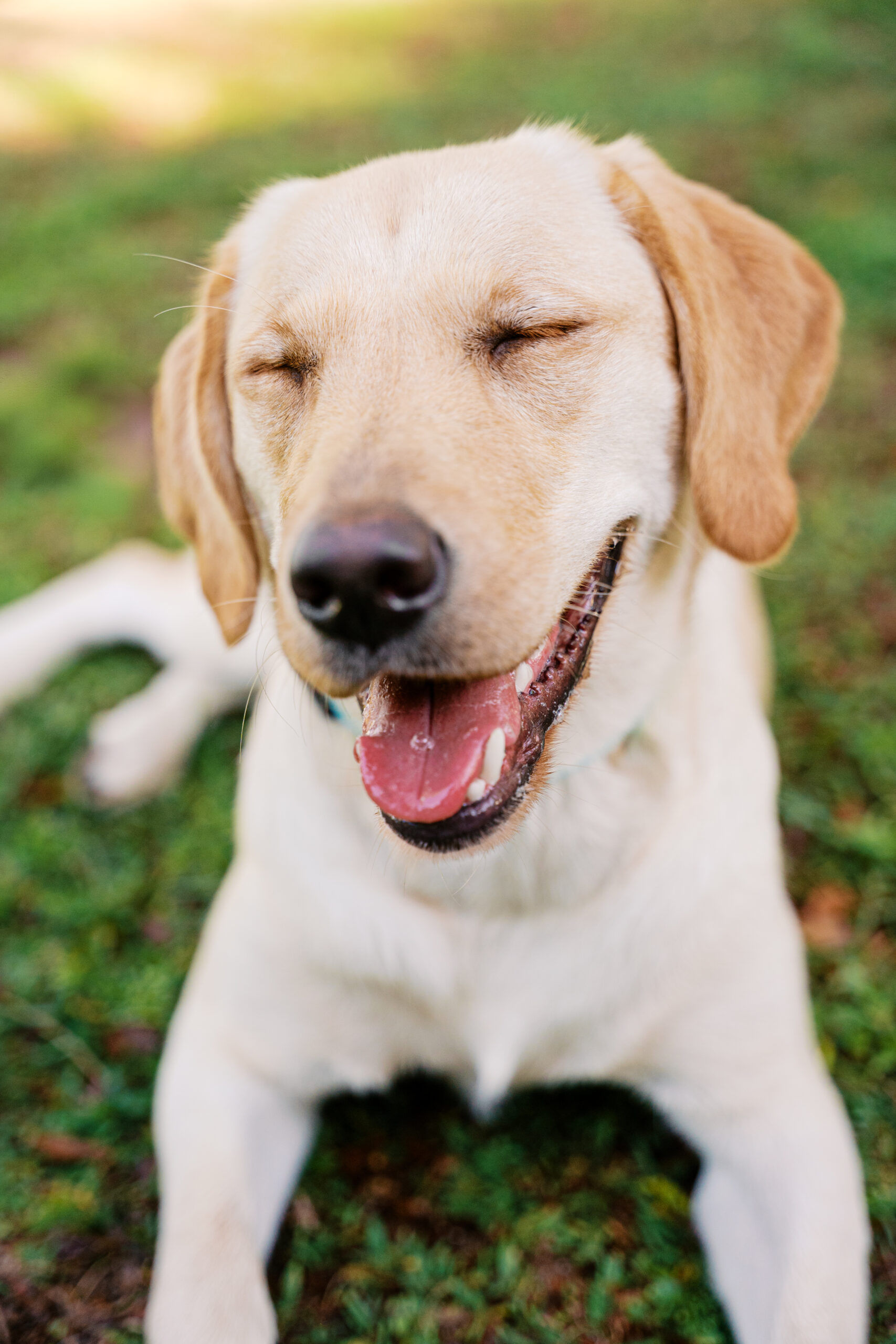 Yellow Labrador Retriever puppy smiling with her eyes closed during a playful outdoor portrait.