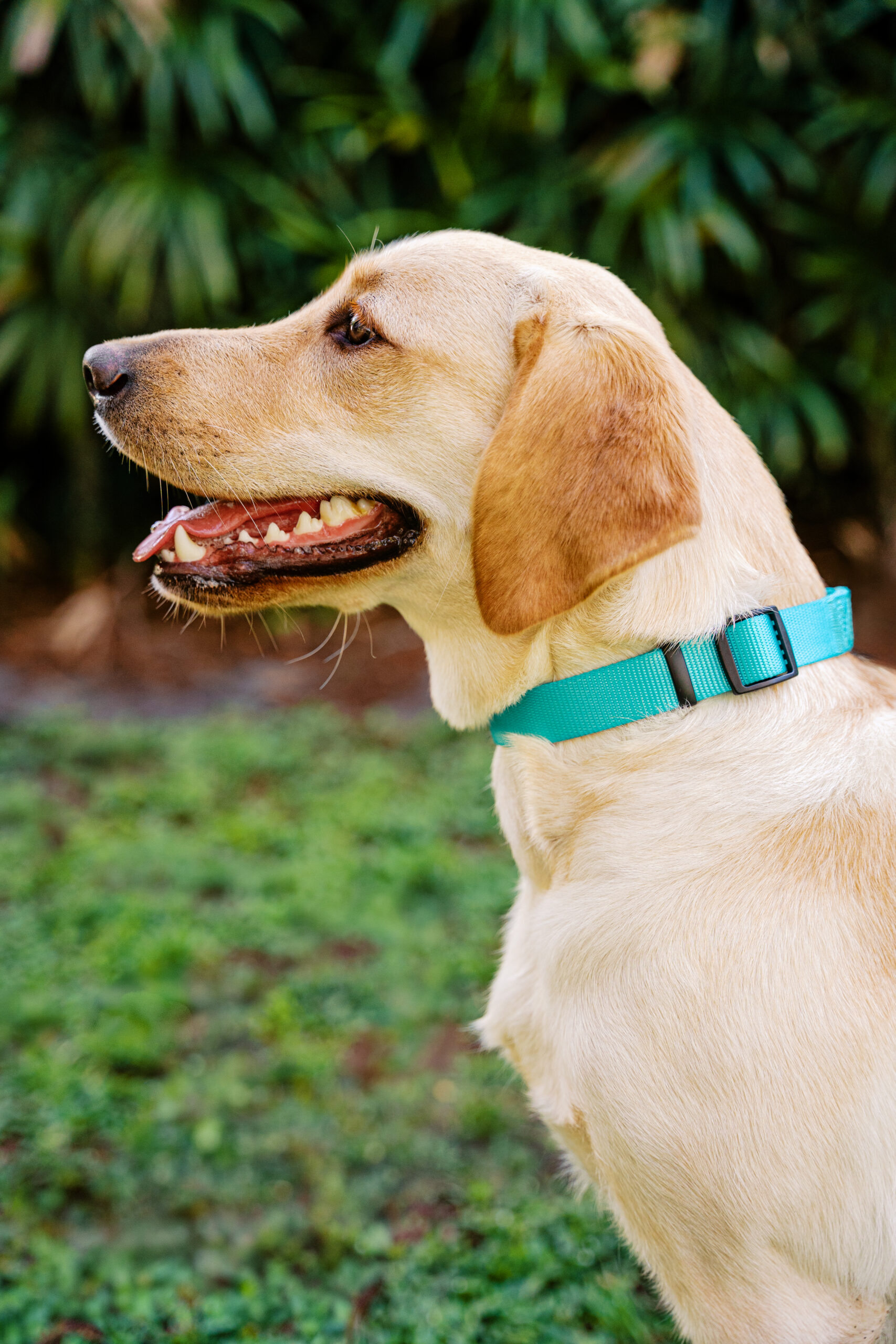 Side profile portrait of a yellow Labrador Retriever puppy wearing a teal collar outdoors.