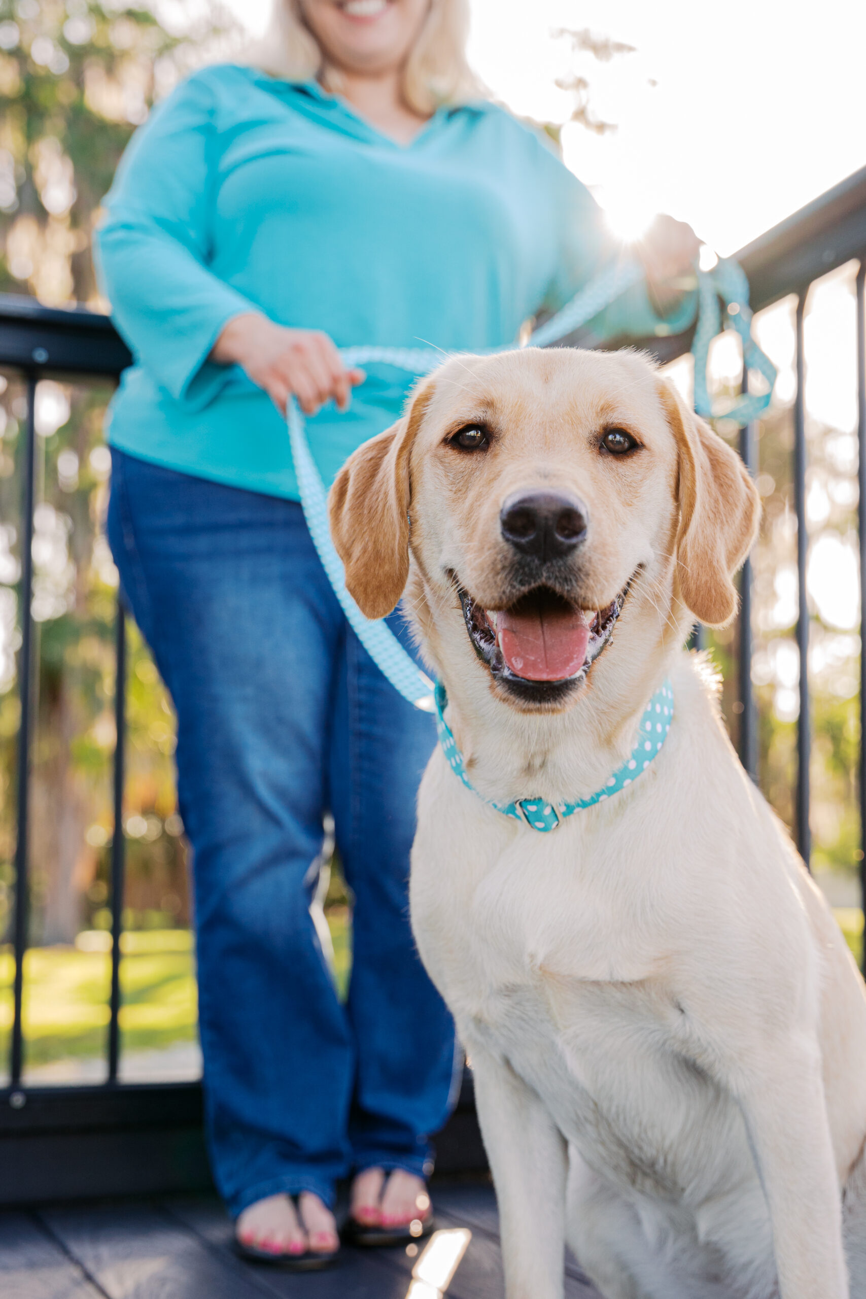 Yellow Labrador Retriever puppy sitting happily in front of her owner on a bridge at Cypress Grove Park.