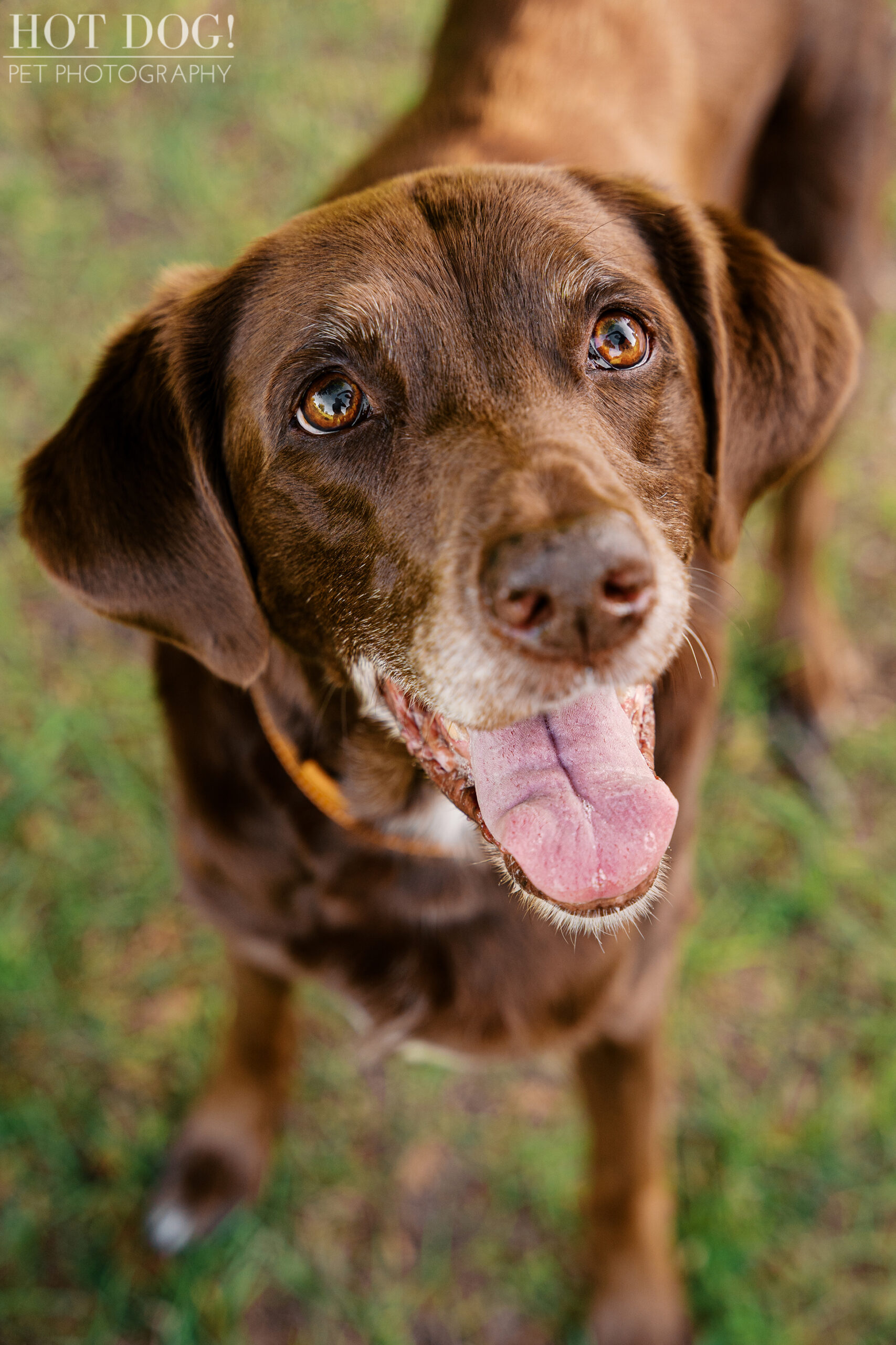 Gemma, a senior brown Lab mix, looks up at the camera with bright amber eyes and a happy expression during a family dog photography session in Orlando.