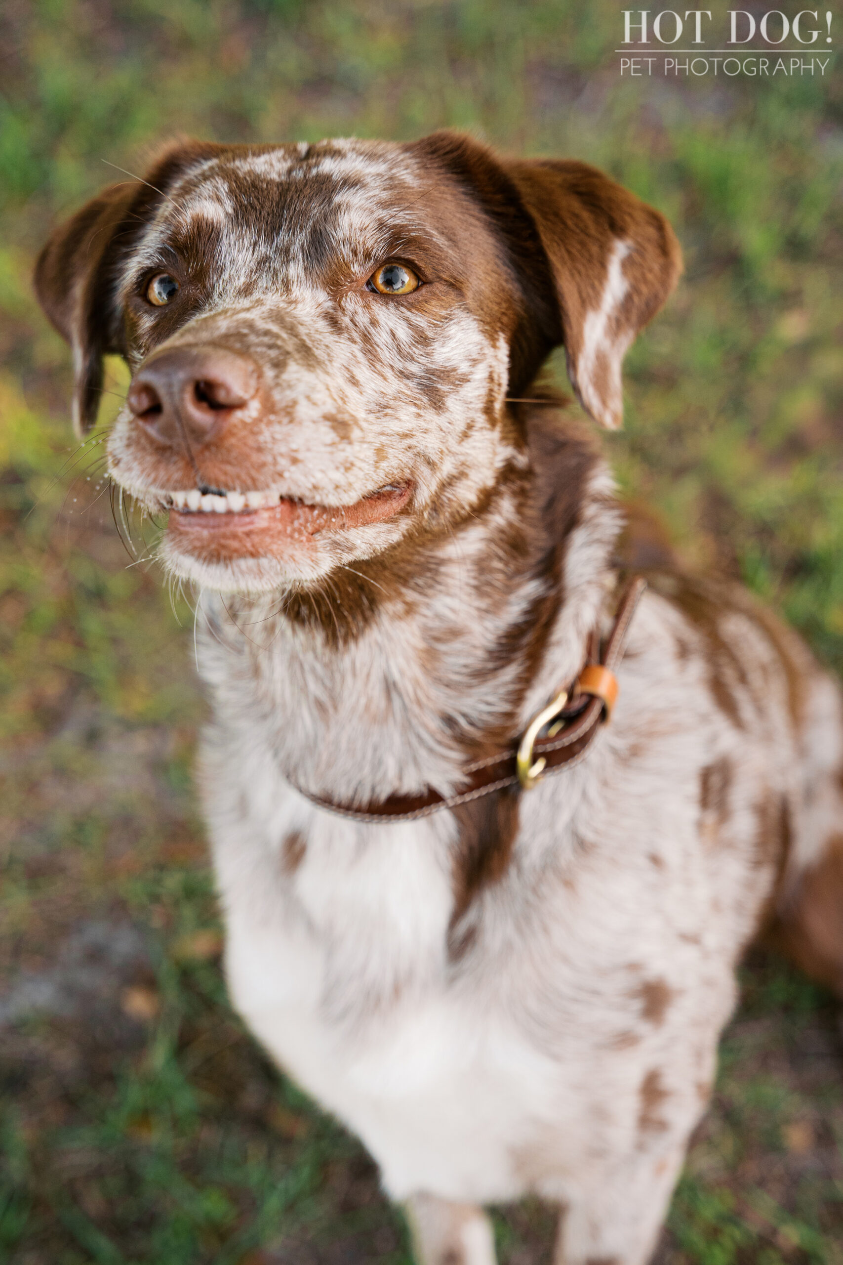 Ellie, a brown and white Australian Shepherd mix, flashes a funny toothy grin during an outdoor dog photography session at Lake Druid Park in Orlando.