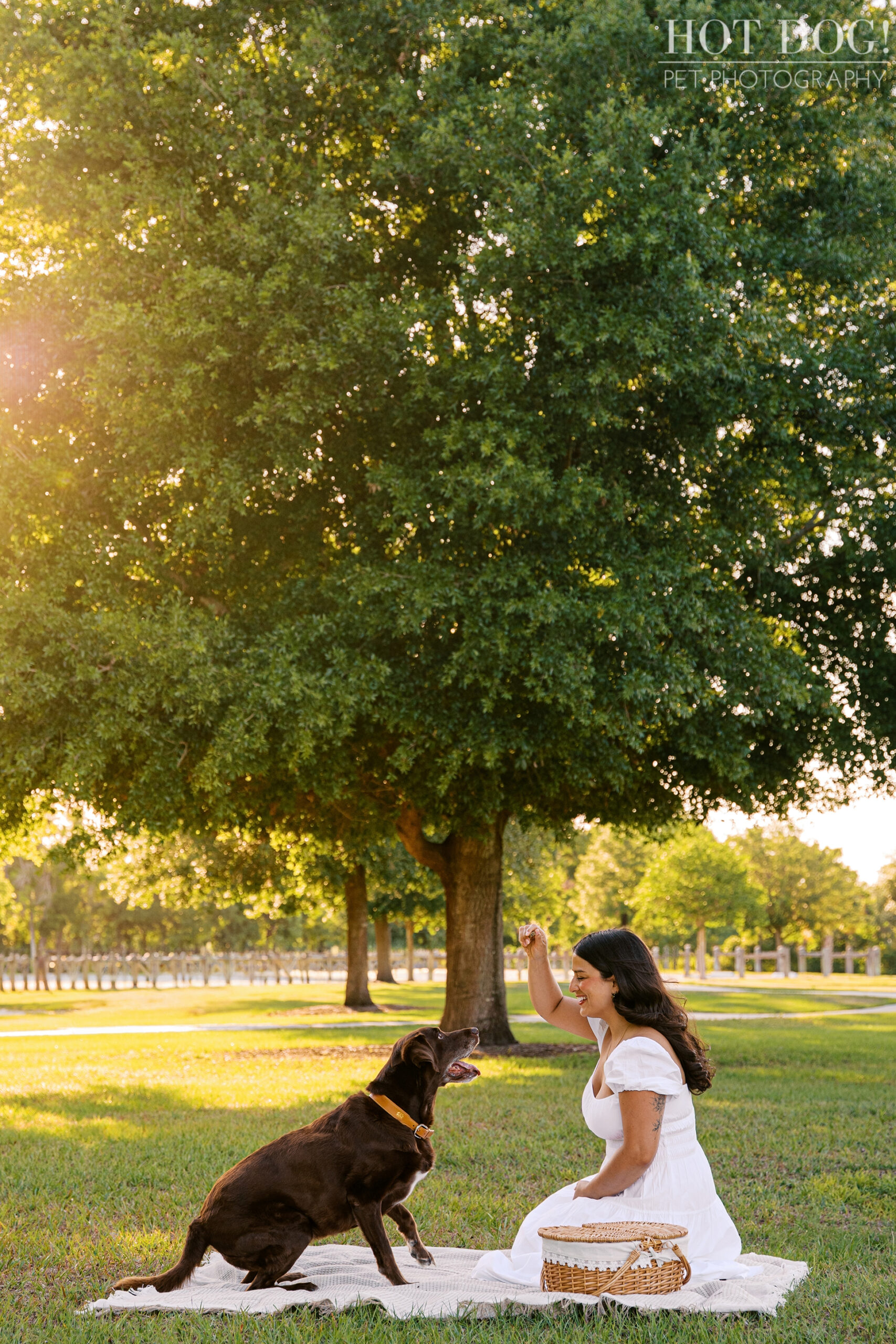 Anne works with Gemma on a blanket beneath a large oak tree at Lake Druid Park during an Orlando dog photography session.
