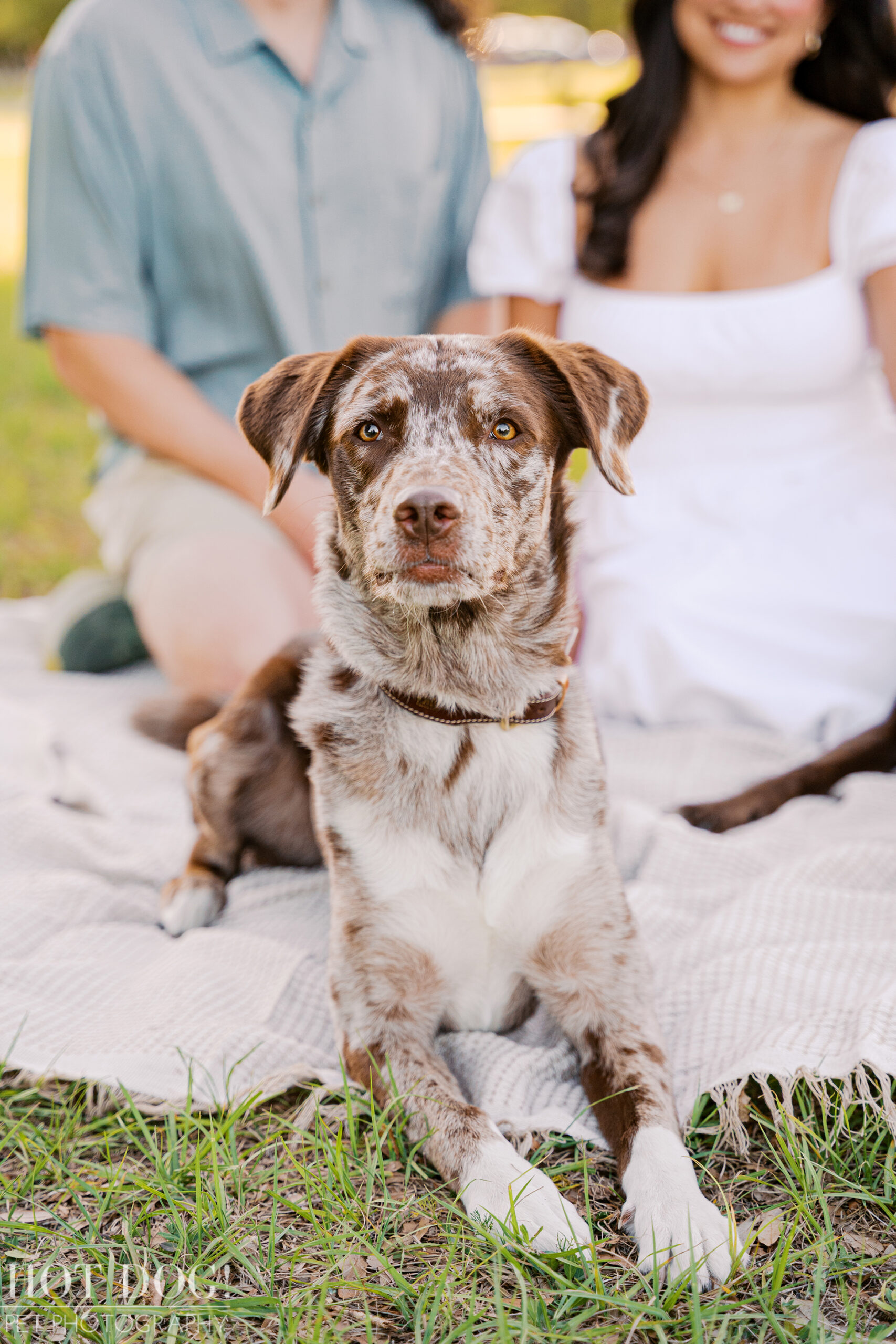 Ellie, a brown and white Australian Shepherd mix, poses in front of Anne and Jared during a family dog photography session at Lake Druid Park in Orlando.
