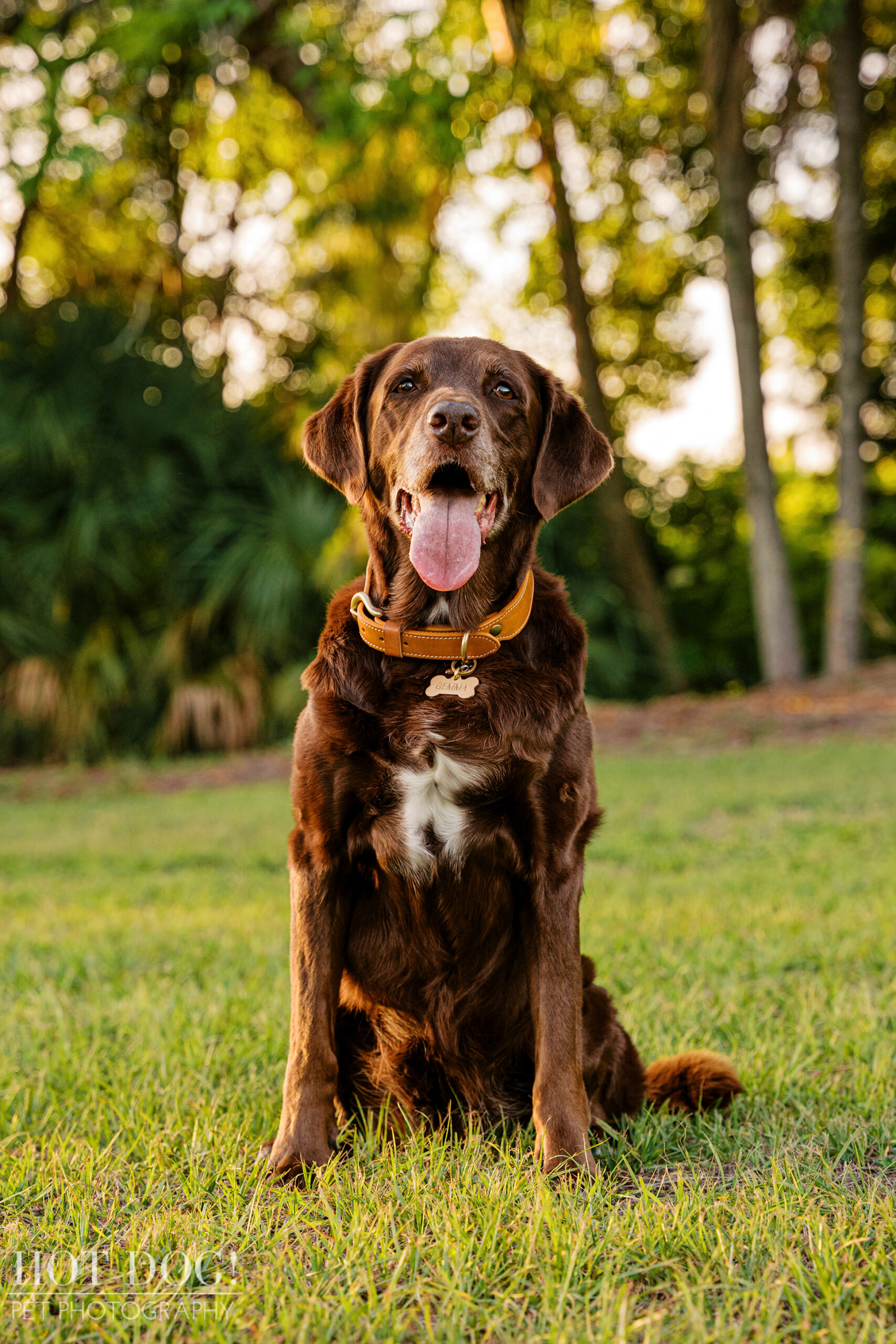 Gemma, a senior brown Lab mix, sits in the grass during a golden-hour pet photography session at Lake Druid Park in Orlando.