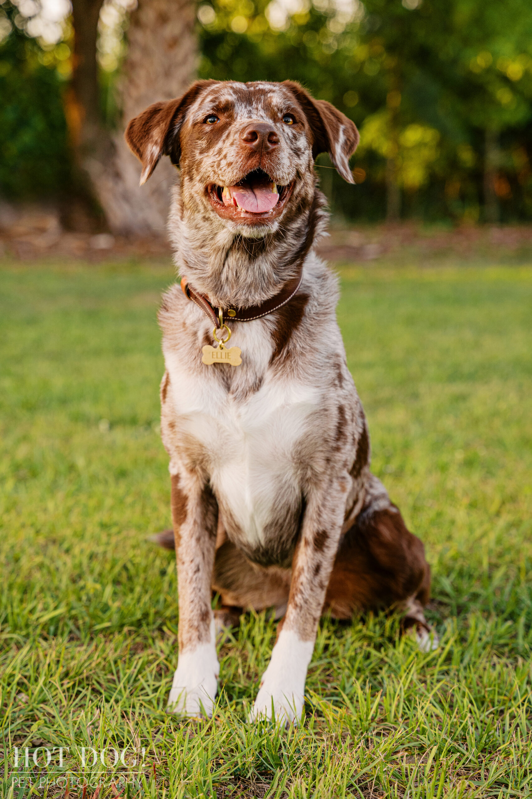 Ellie, a brown and white Australian Shepherd mix, smiles for the camera during an outdoor dog photography session in Orlando.