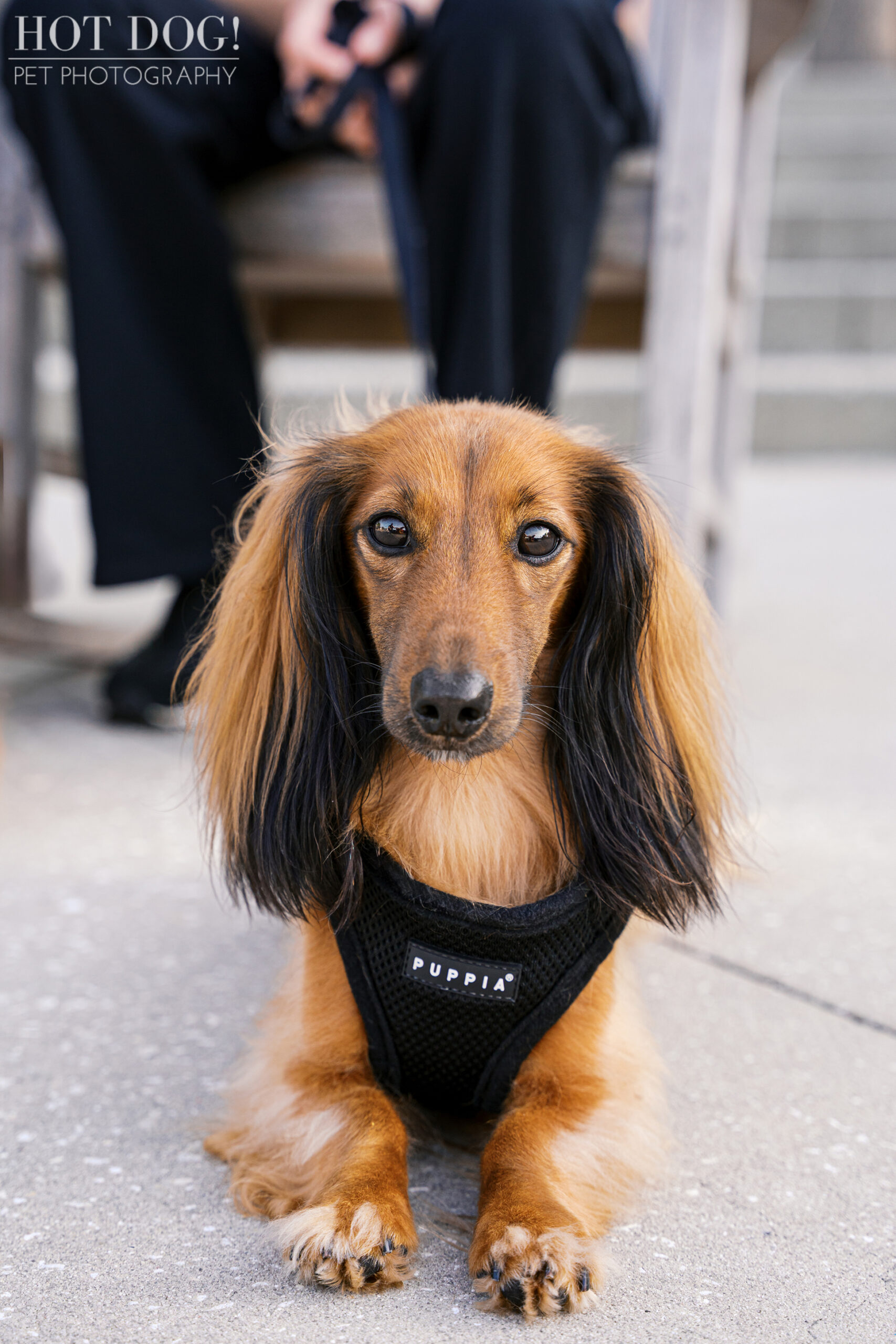 Close-up portrait of Maverick, a red long-haired dachshund, sitting on a sidewalk and looking calmly into the camera.