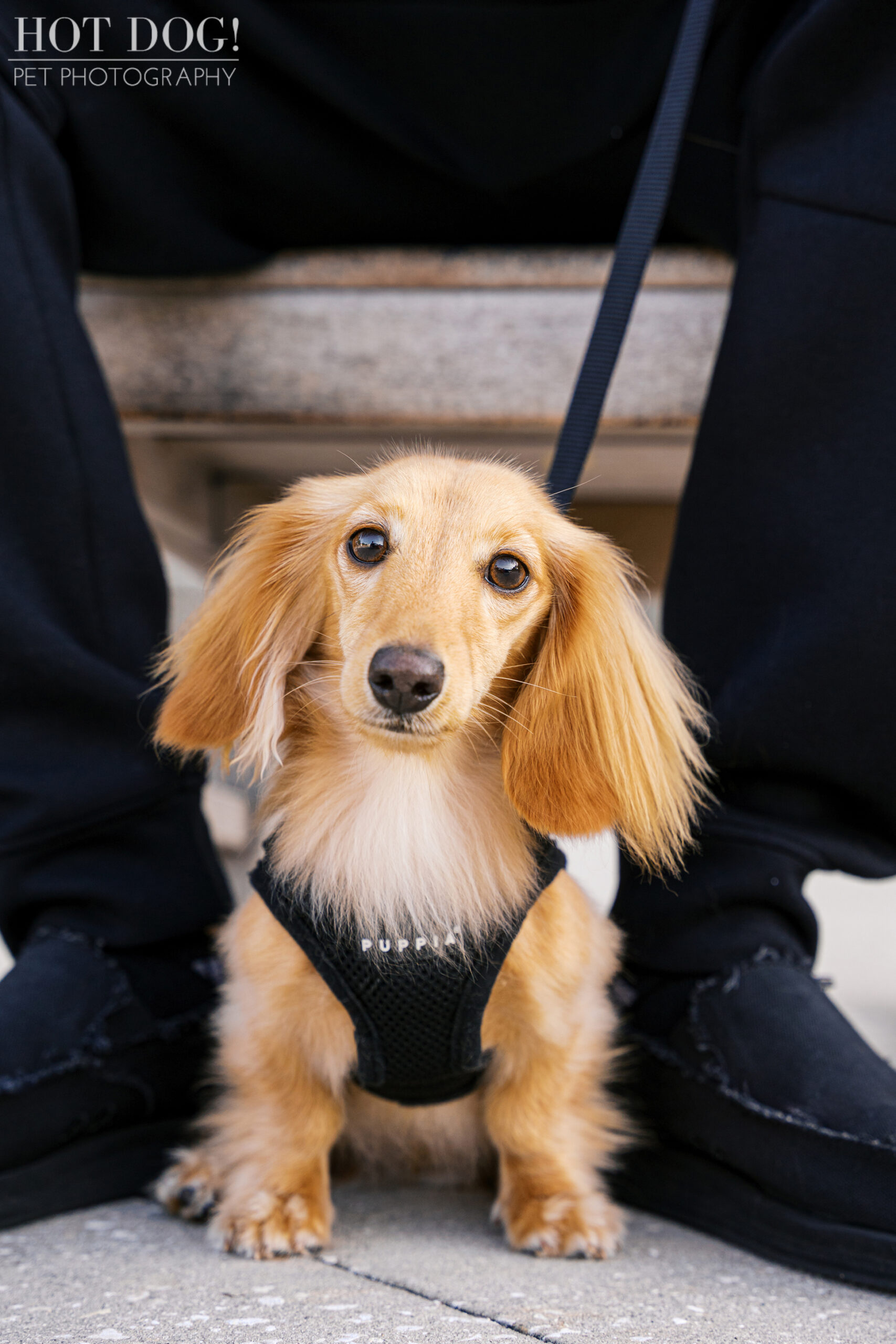 Goose, a cream long-haired dachshund, sits between someone’s feet and looks up sweetly with ears perked.