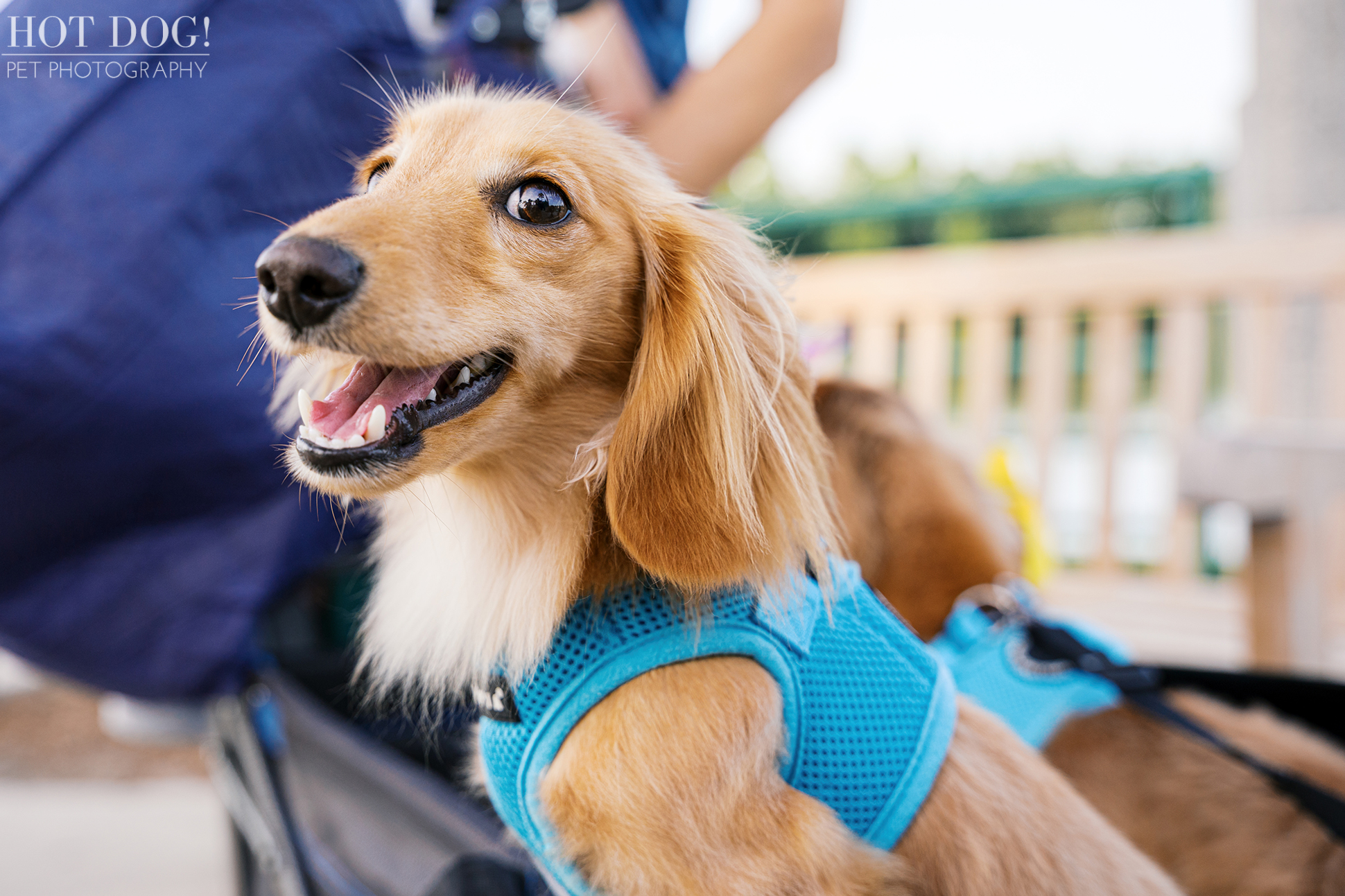Goose, wearing a bright blue harness, smiles wide with his tongue out while riding in a wagon on a sunny morning.
