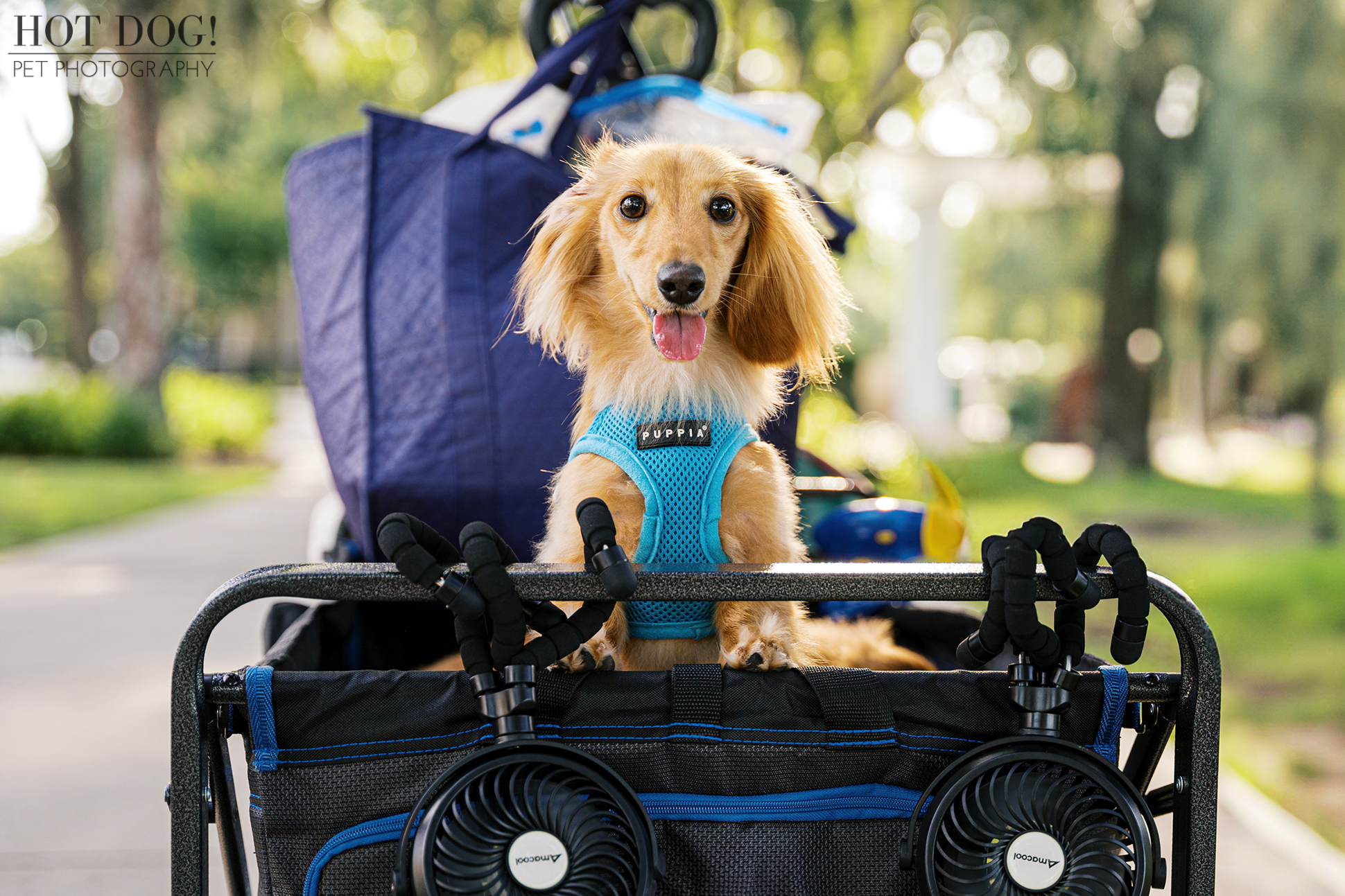 Goose gazes up from the wagon with bright eyes, ears flopped adorably to the sides, and a big smile.