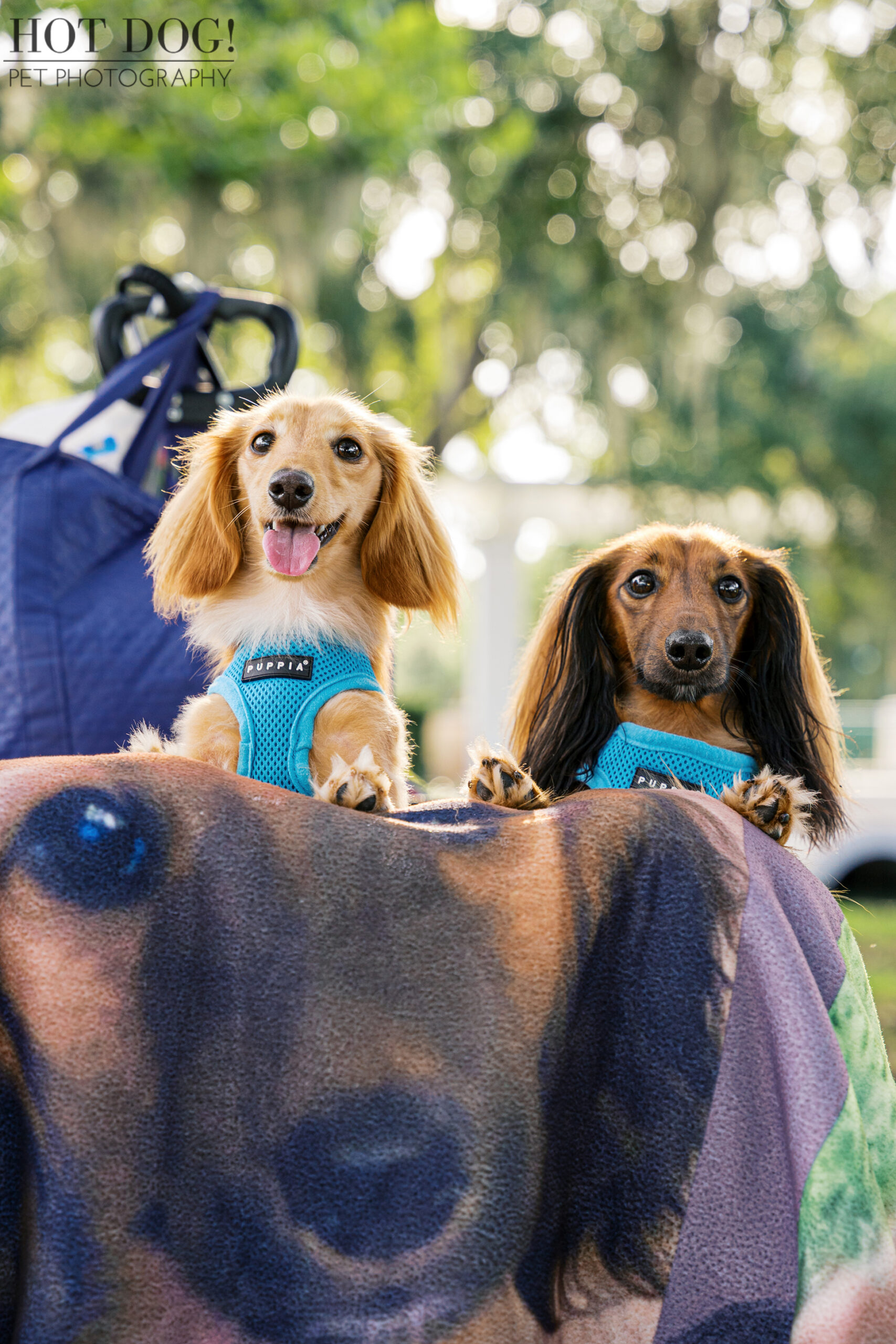 Goose and Maverick peek over a blanket printed with a large dachshund face, both wearing matching blue harnesses.