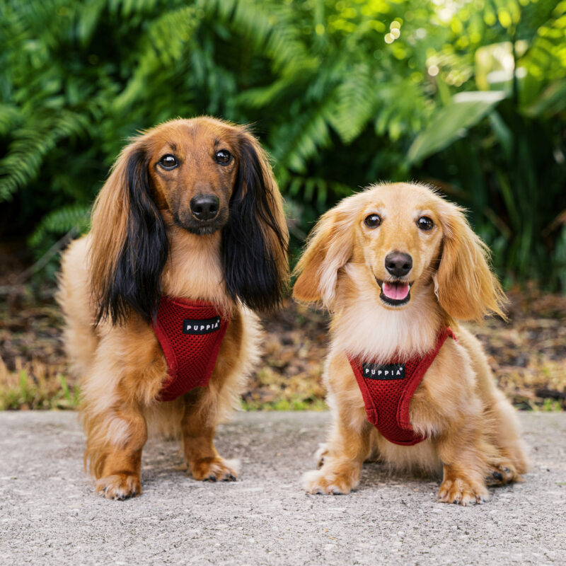 Goose & Maverick: A Summer Stroll | Celebration Pet Photography