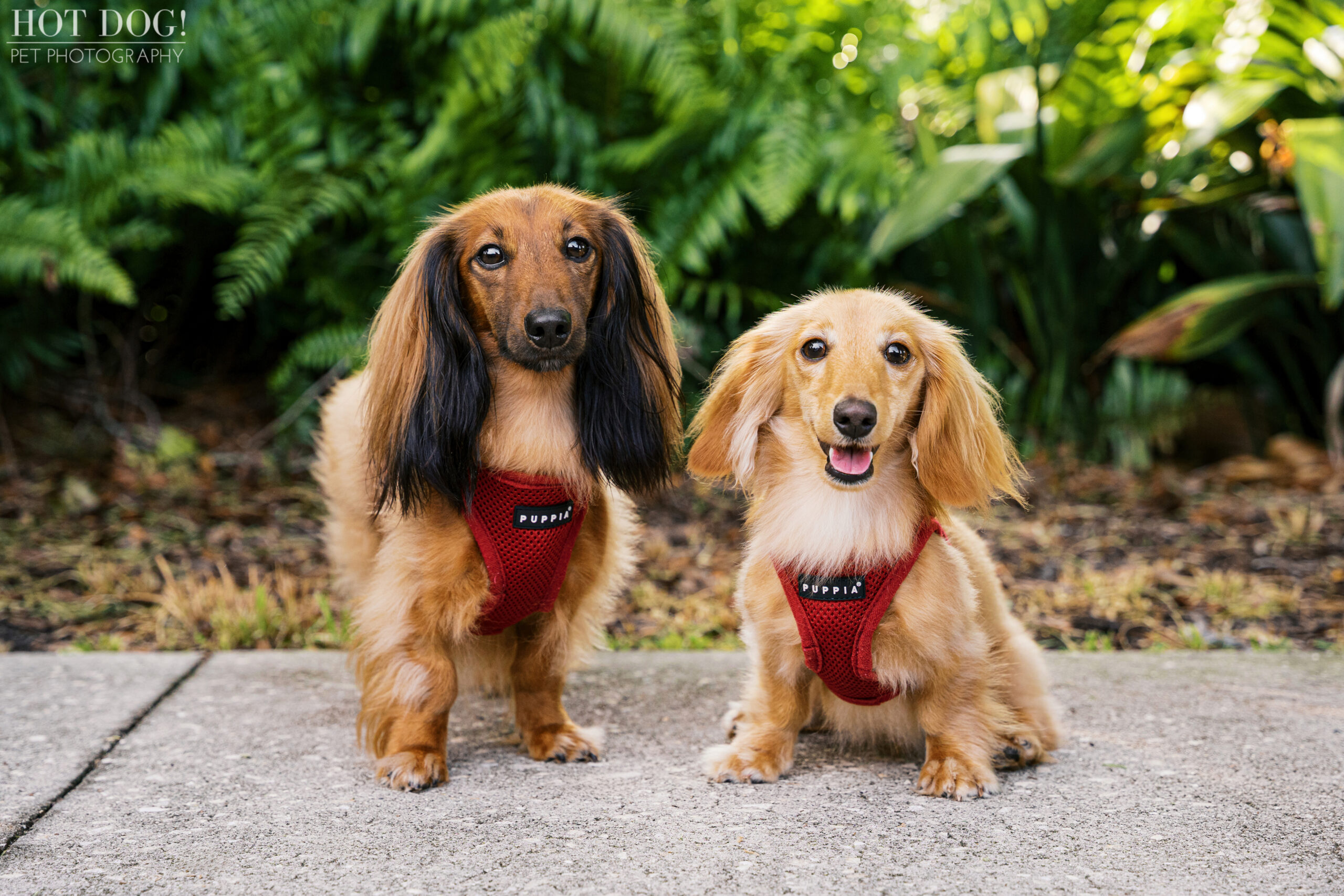 Maverick and Goose pose together on a shaded sidewalk, wearing red harnesses with green foliage in the background.
