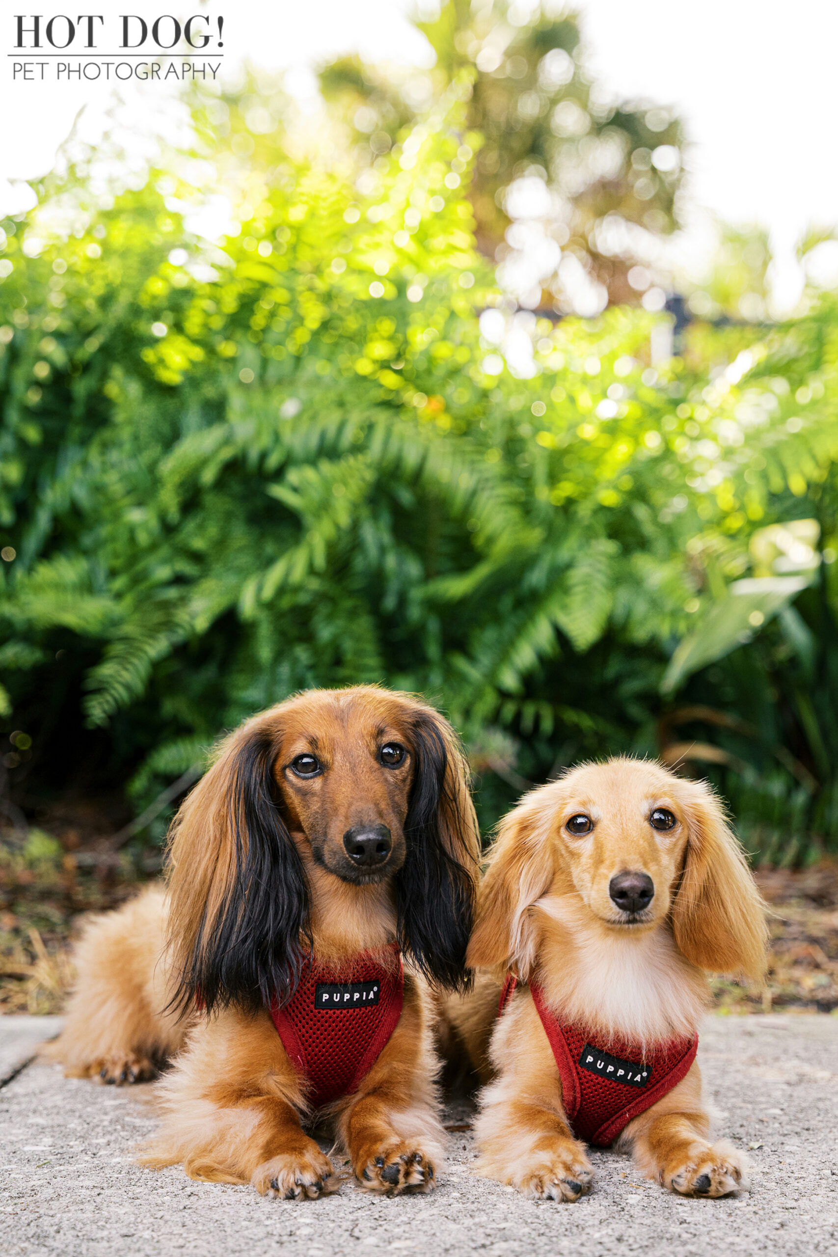 Maverick and Goose pose together on a shaded sidewalk, wearing red harnesses with green foliage in the background.