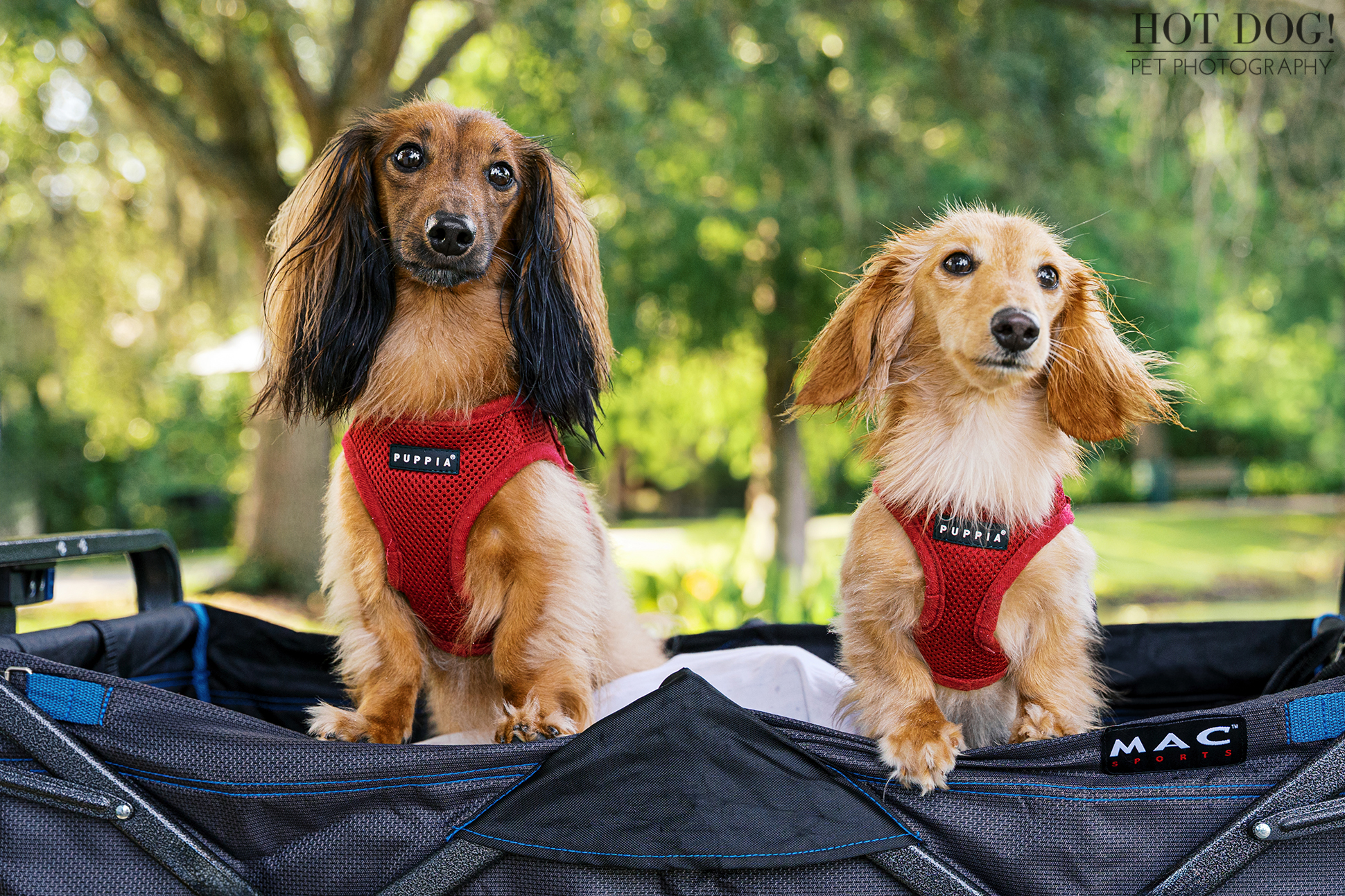 Miniature dachshunds Goose and Maverick wearing matching red harnesses, sitting side by side in a wagon in downtown Celebration, Florida.