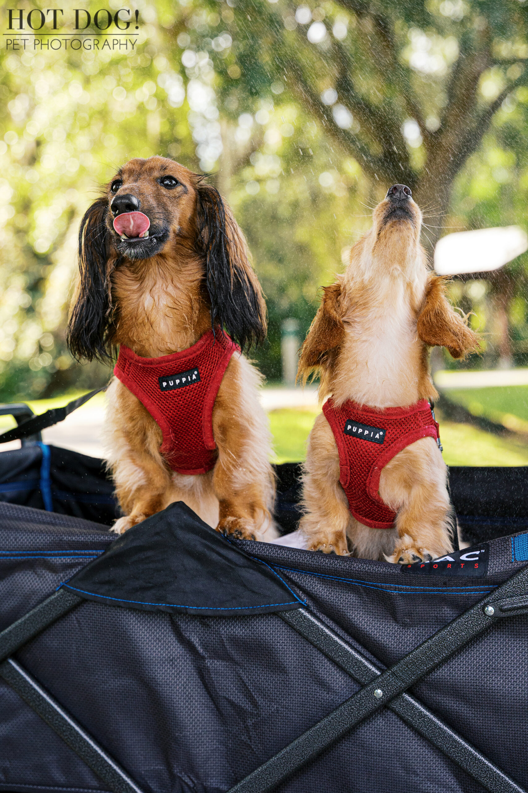 Goose and Maverick cooling off in a wagon under a light mist of water, one licking his lips and the other playfully lifting his nose to the spray.