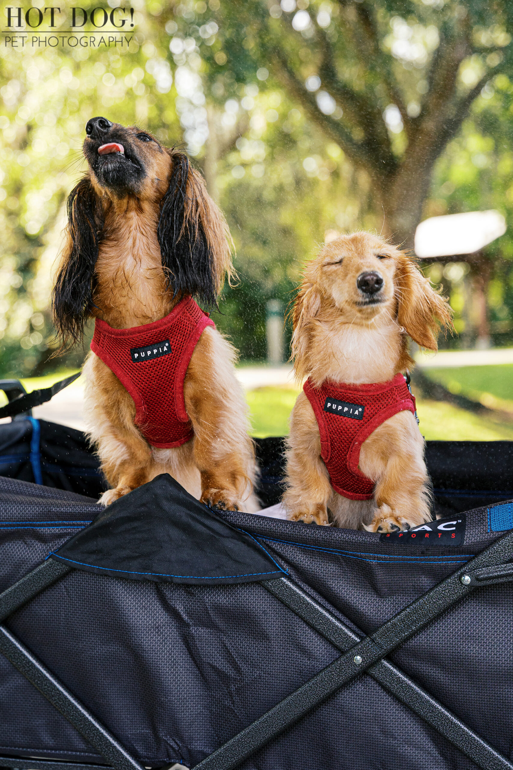 Maverick and Goose standing in a wagon, enjoying a cooling mist — one with tongue out and the other with eyes closed in delight.