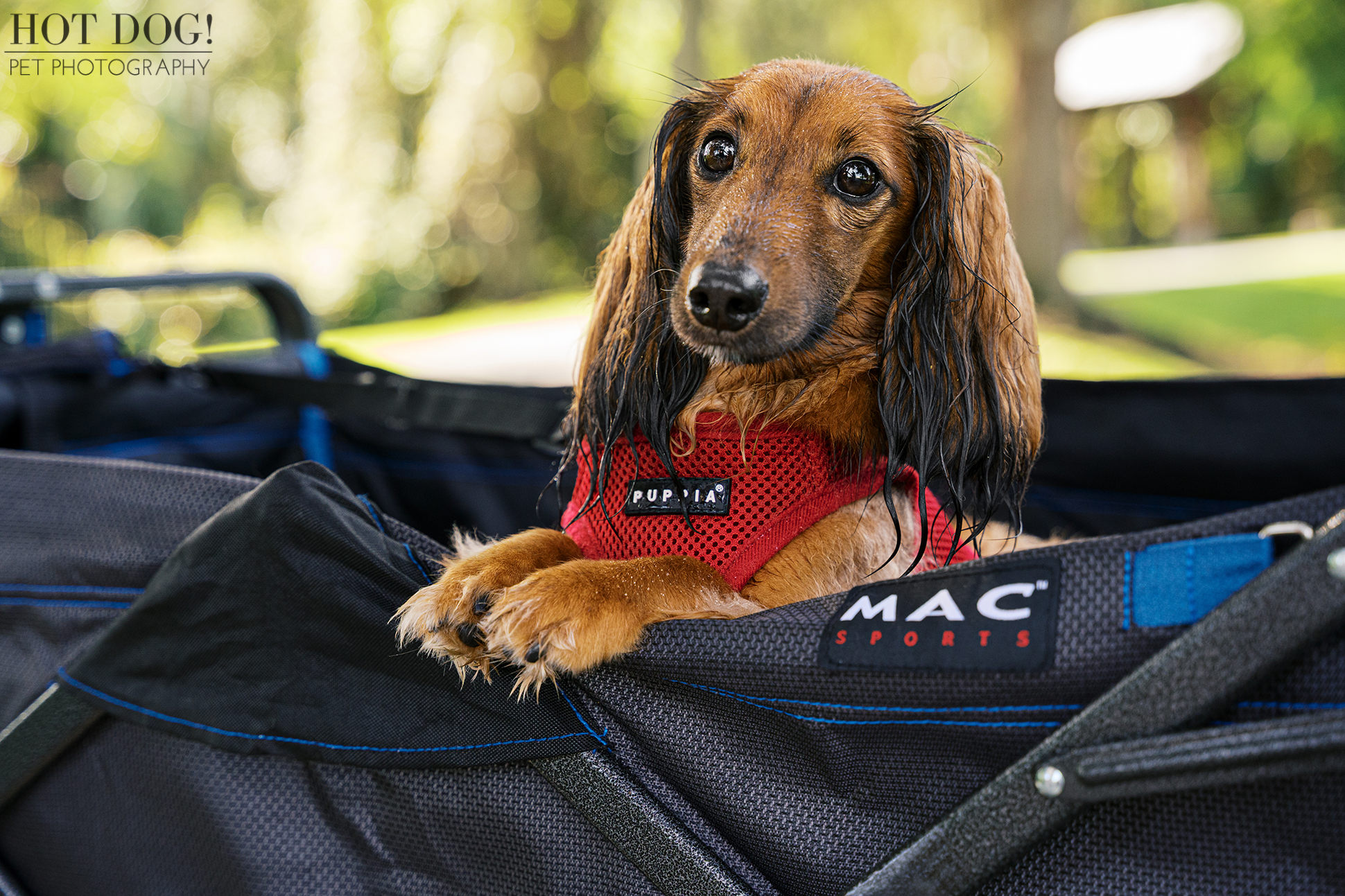 Maverick the red long-haired dachshund lying relaxed in a wagon, gazing up with soulful eyes and wet fur.