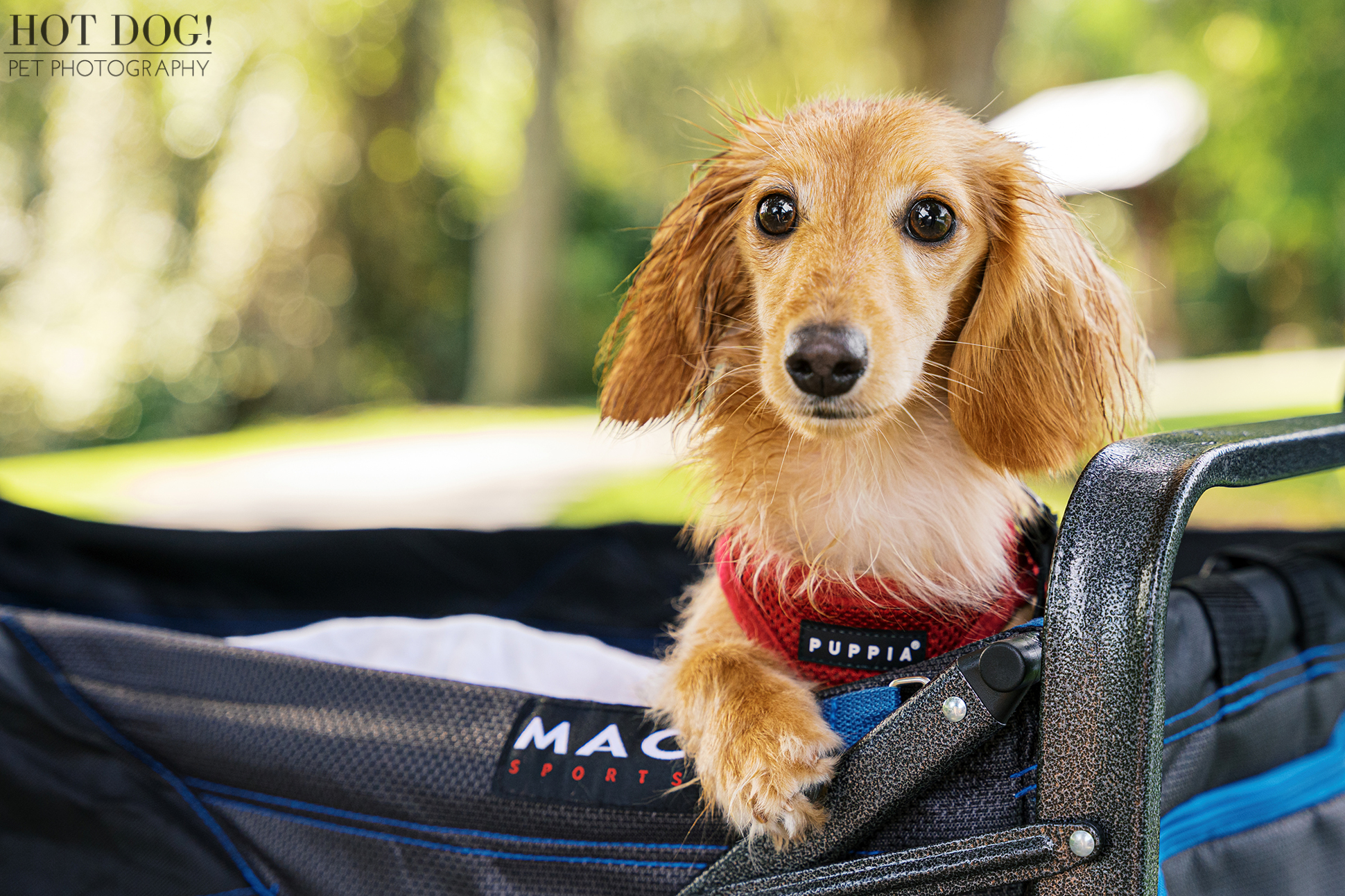 Goose the cream long-haired dachshund sitting in a wagon and looking sweetly at the camera, slightly damp from the summer heat.