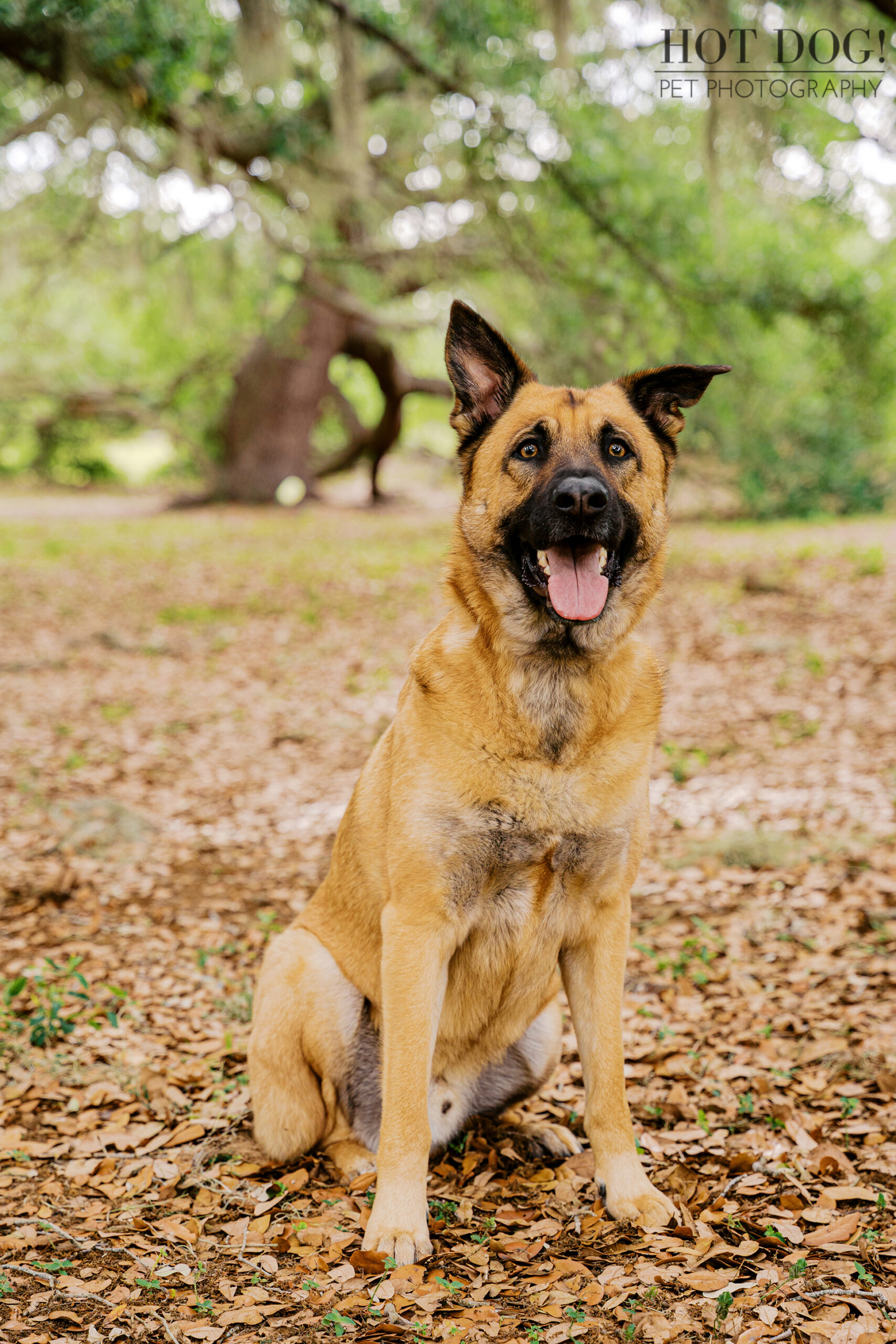 Portrait of Maverick, a tan and black dog, sitting on leafy ground under oak trees in Baldwin Park during a pet photography session.