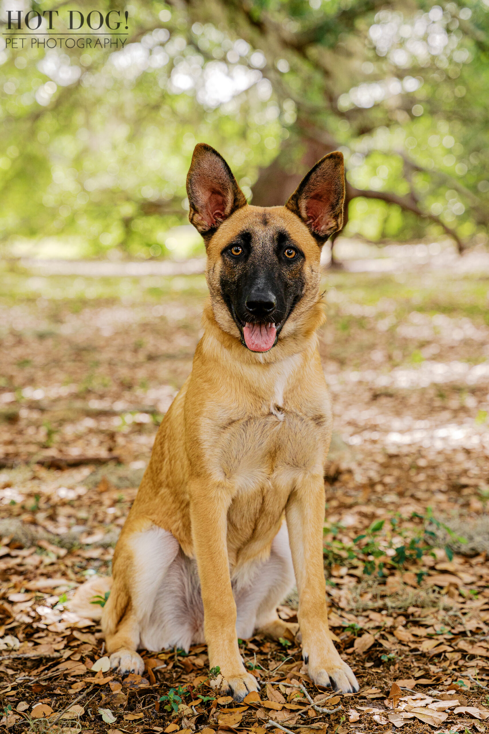 Portrait of Goose, a young tan and black dog, sitting outdoors with soft greenery in the background at Harbor Park.