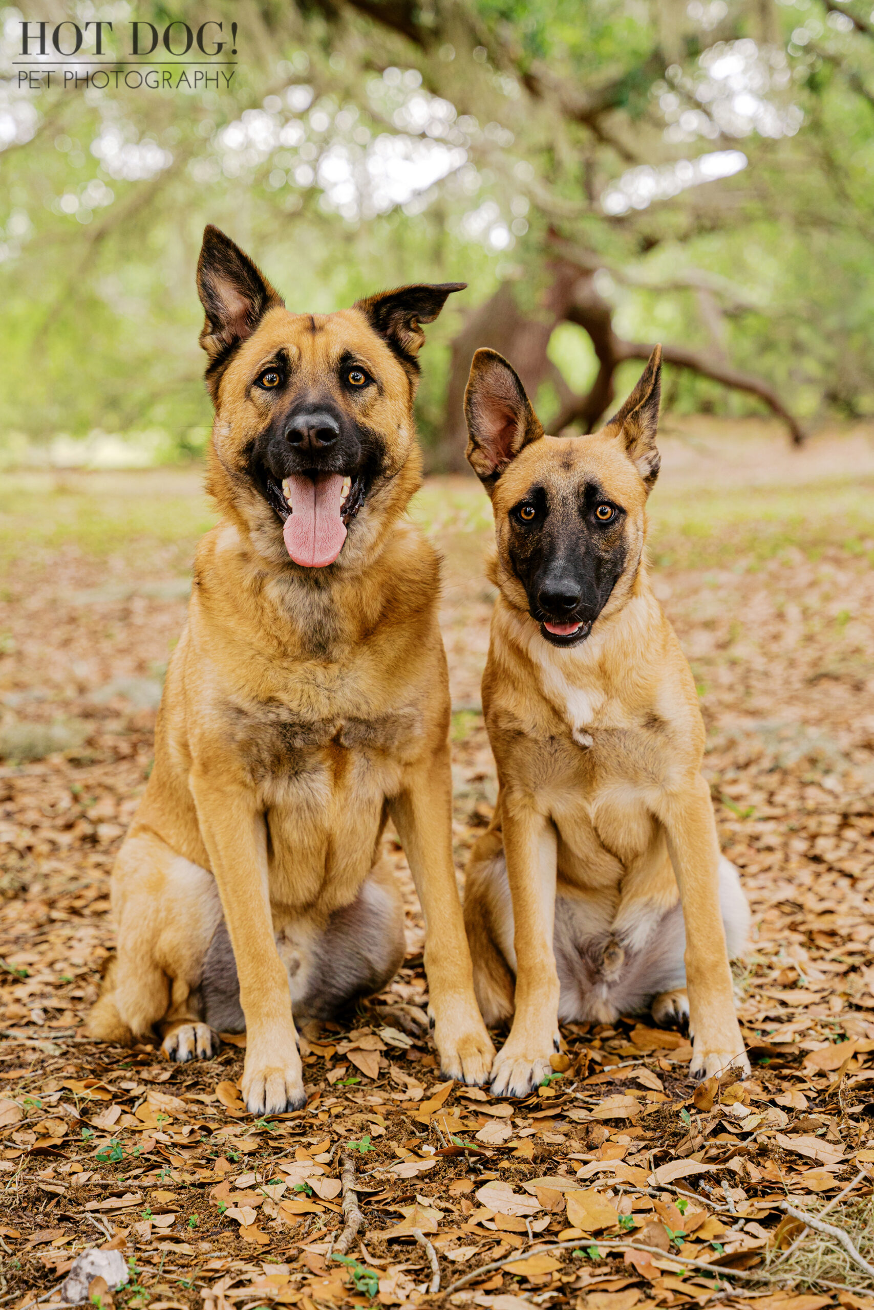 Maverick and Goose sitting side by side on a leafy path in Baldwin Park, looking at the camera during a pet photography session.