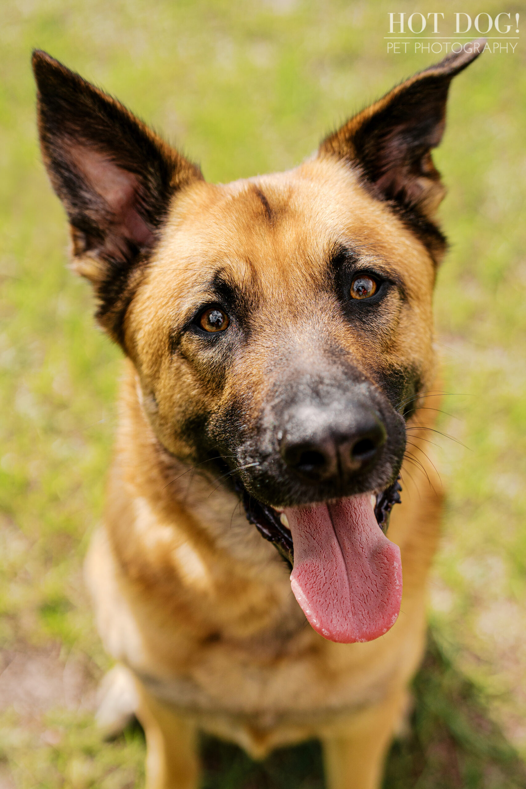Close-up portrait of Maverick with tongue out, captured during an outdoor pet photography session in Baldwin Park.