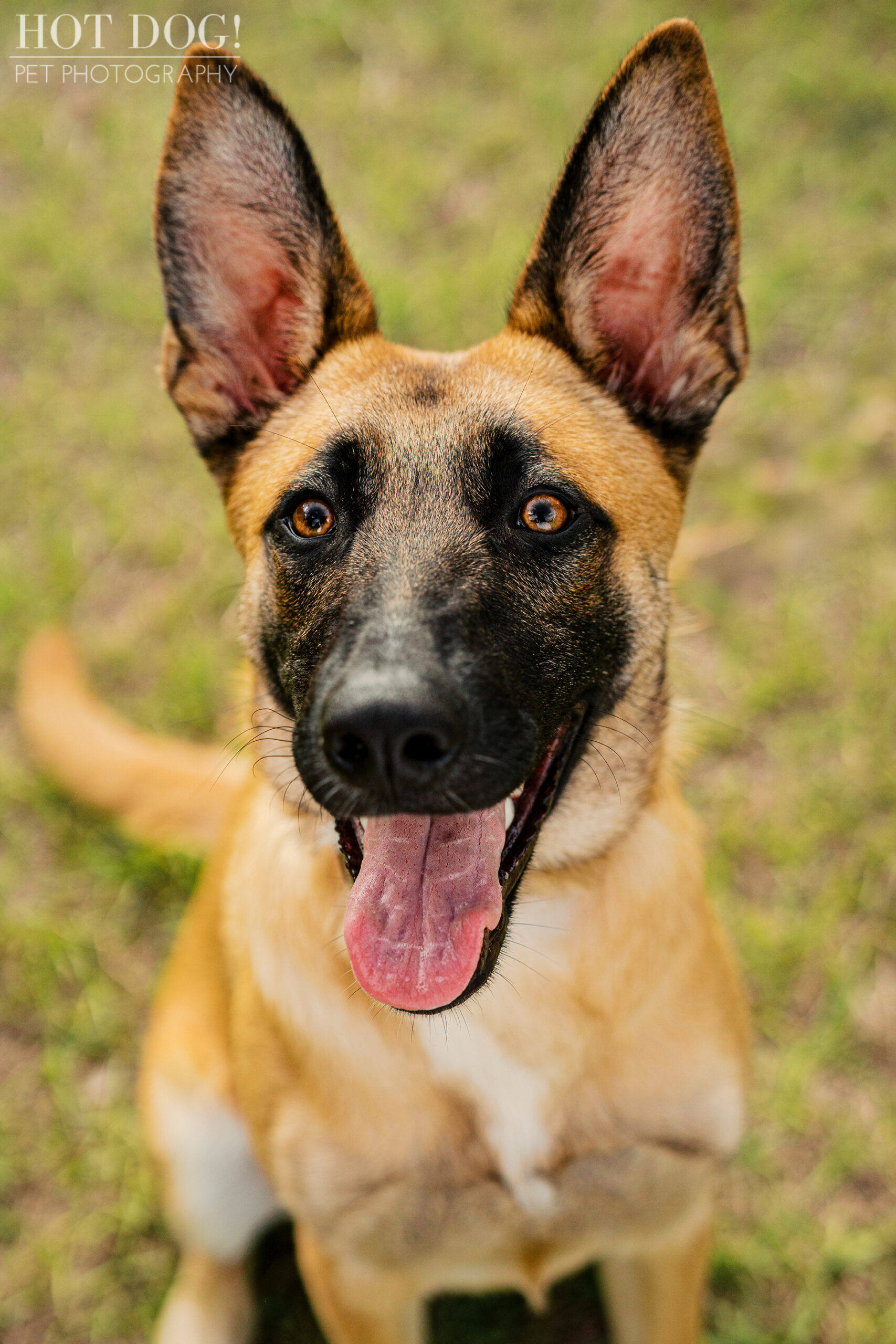 Close-up portrait of Goose with alert ears and bright eyes, photographed outdoors in Baldwin Park.