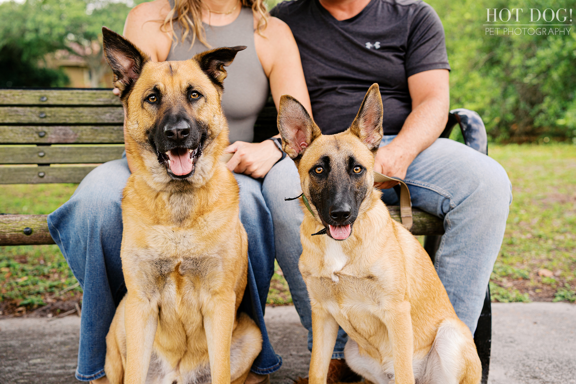 Maverick (older dog with one floppy ear) and Goose (younger dog) sitting on a bench with Krystle and Scott during a Baldwin Park pet photography session.