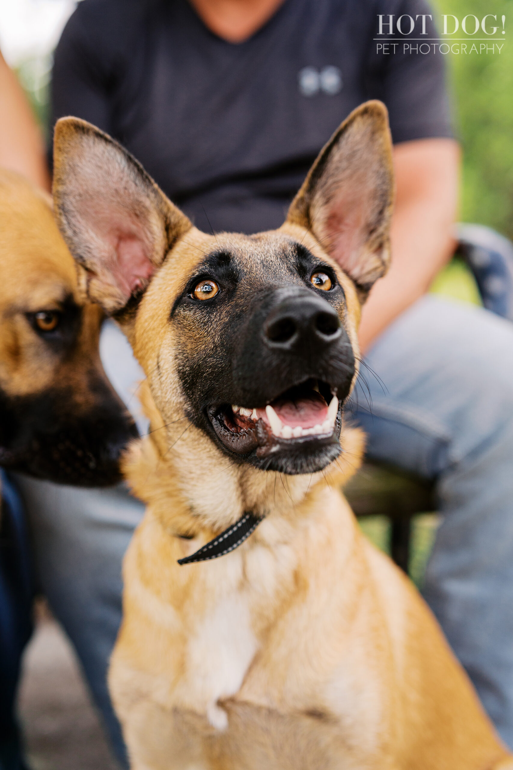 Close-up portrait of Goose, the younger tan and black dog with upright ears, looking alert during a Baldwin Park pet photography session.