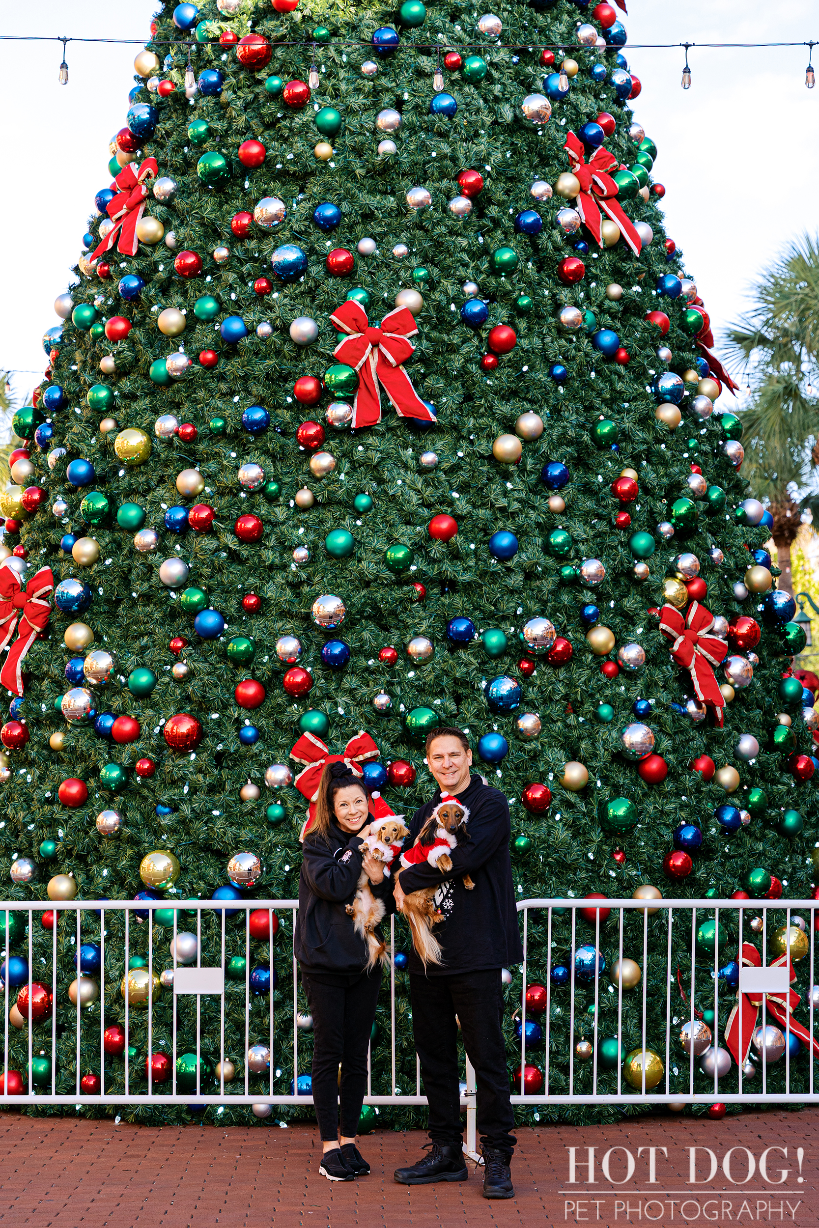 Goose and Maverick, two miniature dachshunds, posing with their owners in front of a large decorated Christmas tree in downtown Celebration.