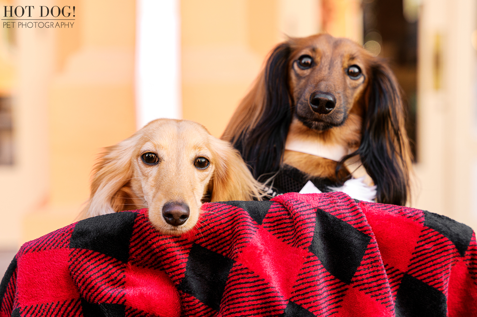 Goose and Maverick peeking over a red and black plaid blanket during their Christmas pet photo session.