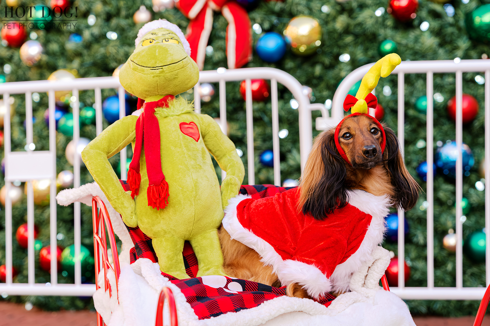 Maverick, a long-haired miniature dachshund, wearing a Santa coat and holiday antlers while sitting in a festive sleigh.