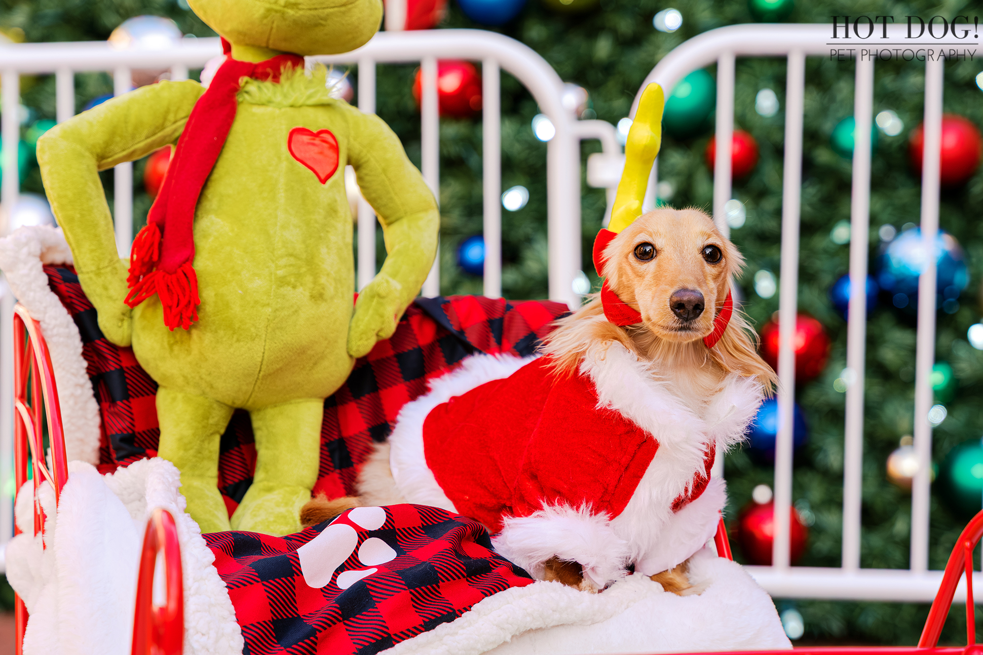 Close-up of Goose the miniature dachshund in a red Santa coat, sitting side by side with the Grinch in a holiday sleigh.
