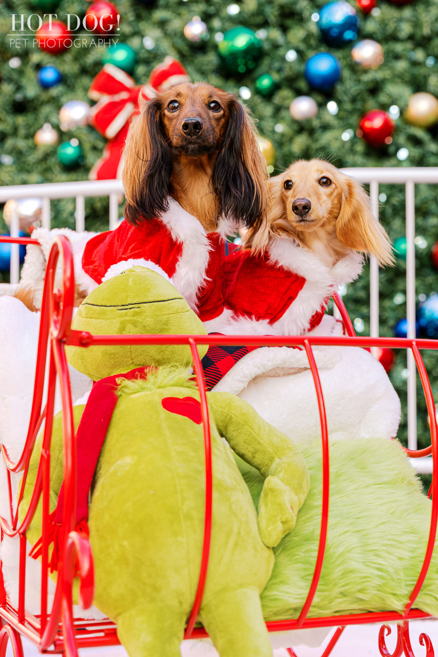 Goose and Maverick wearing Santa outfits while sitting together in a festive holiday sleigh with a Christmas tree behind them.