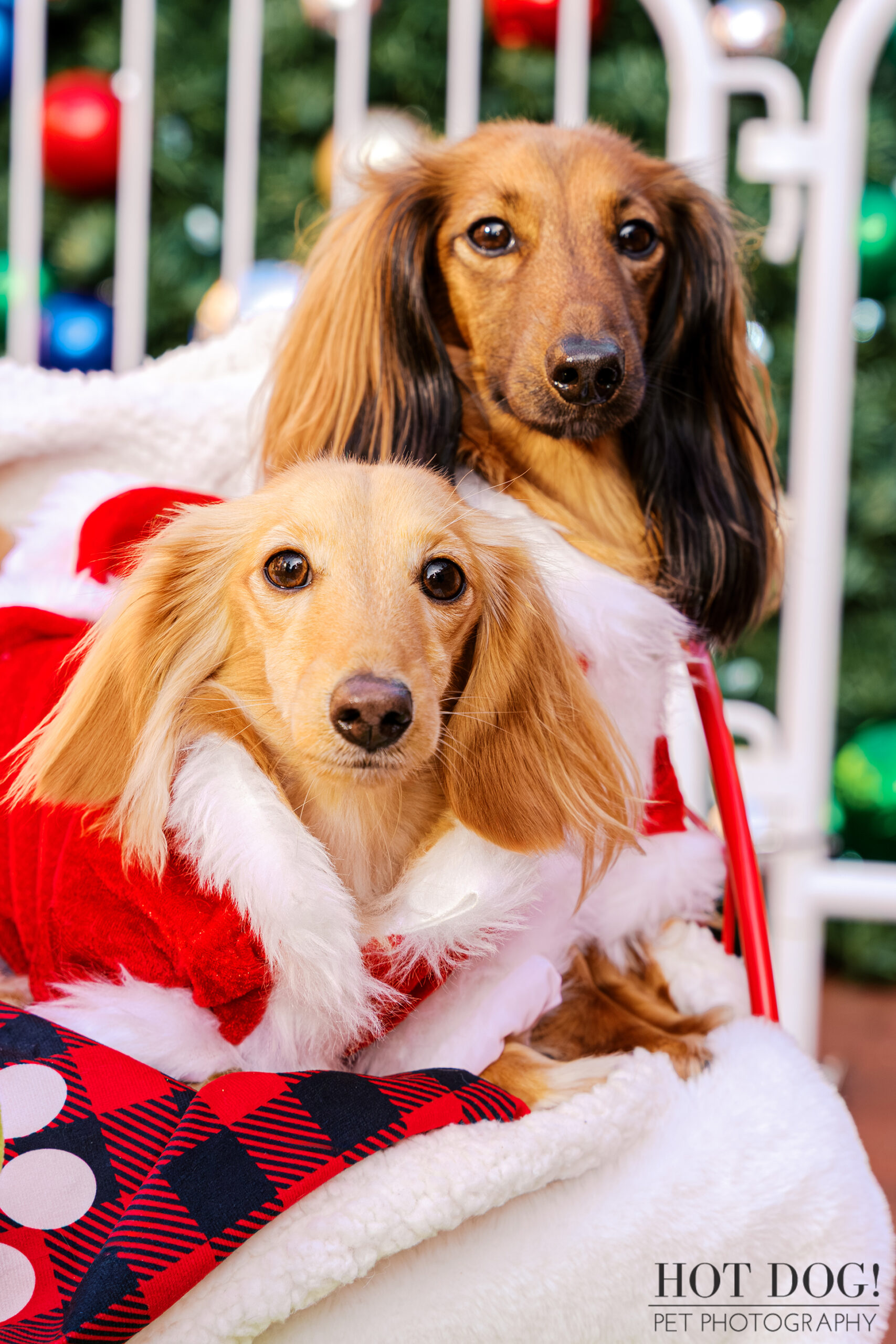 Close-up of Goose and Maverick, miniature dachshunds in red Santa coats, sitting side by side in a holiday sleigh.