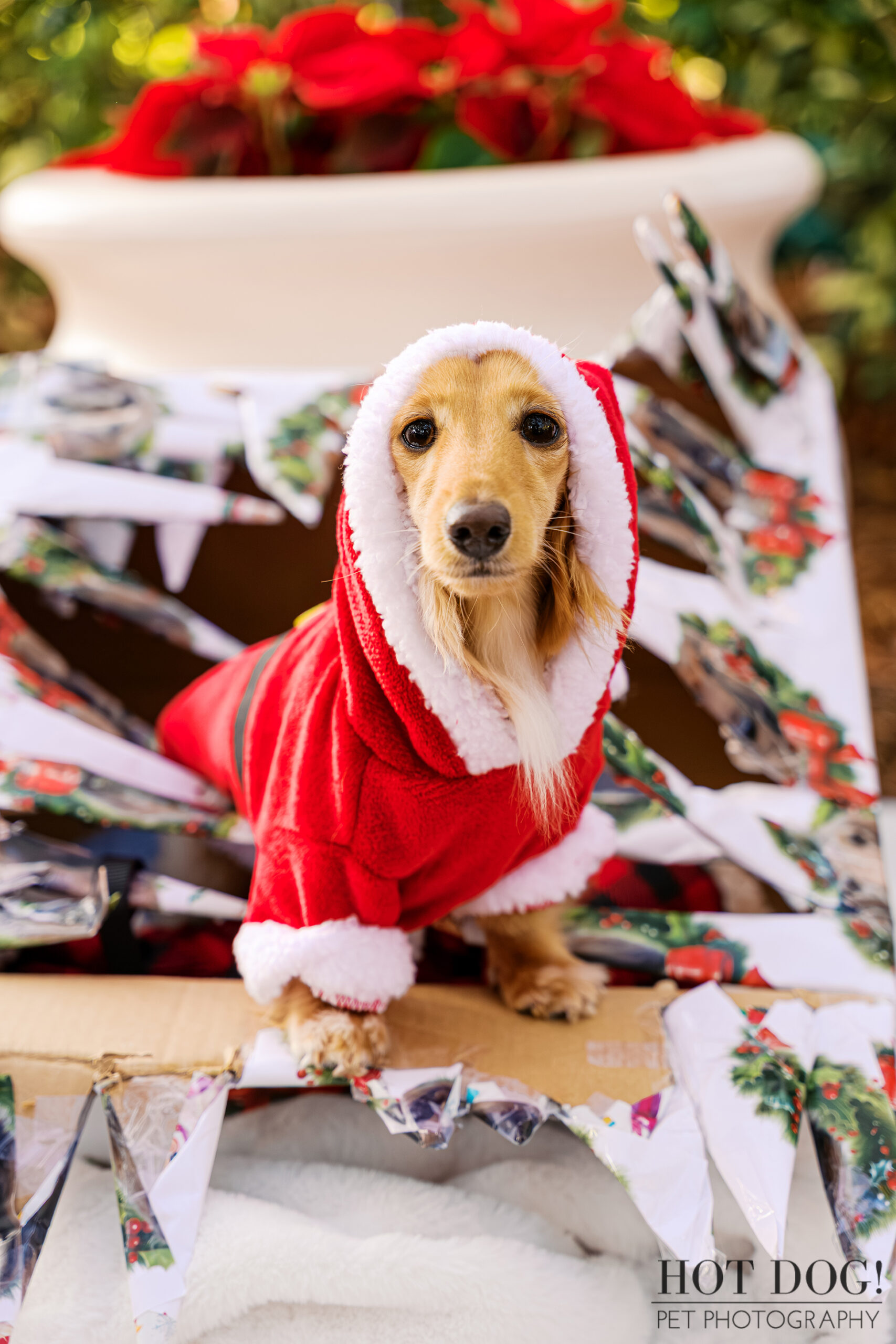 Goose wearing a Santa coat standing inside a torn gift box surrounded by holiday wrapping paper.