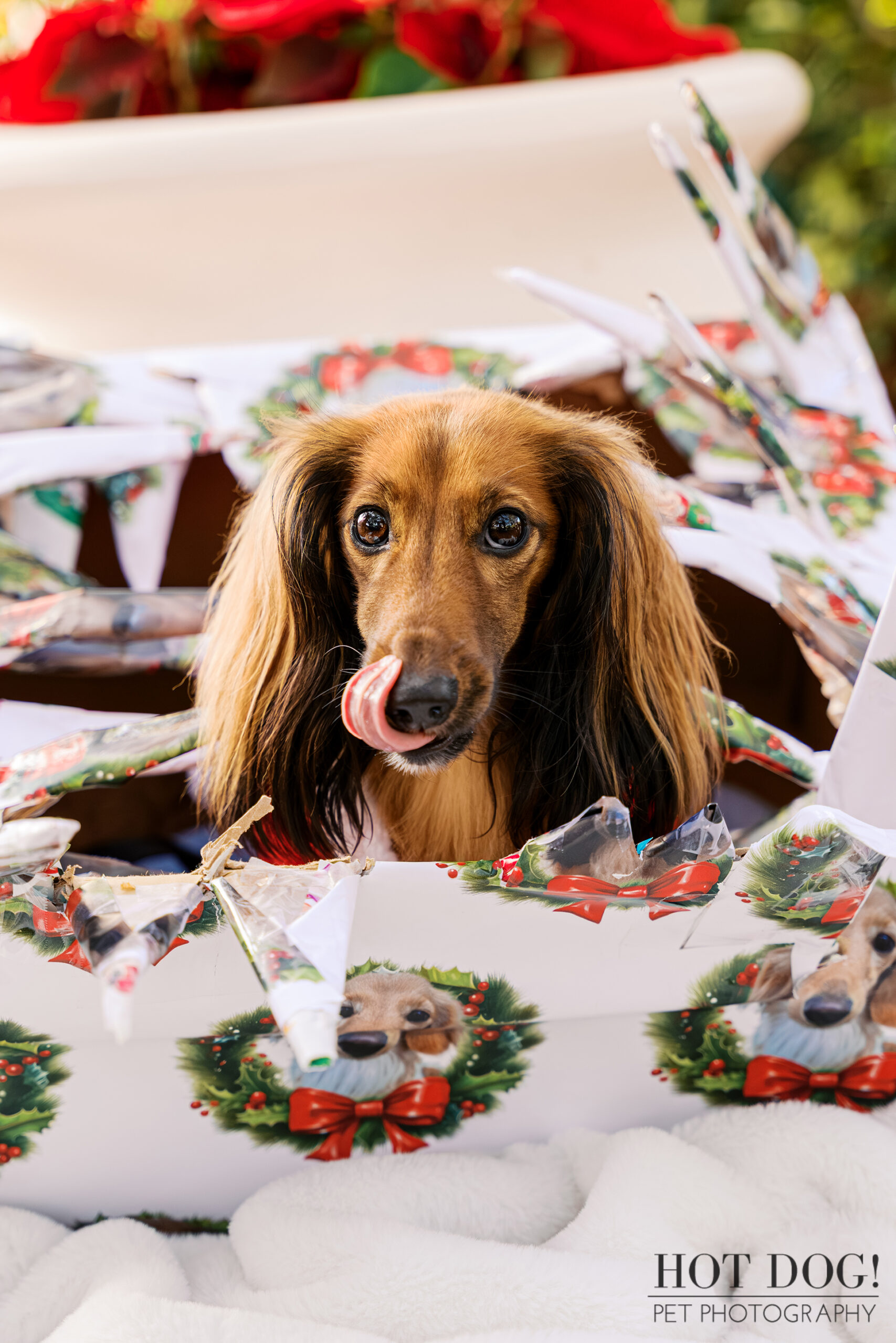 Close-up of Maverick the miniature dachshund licking his nose while sitting inside a holiday gift box during a Christmas photo session.