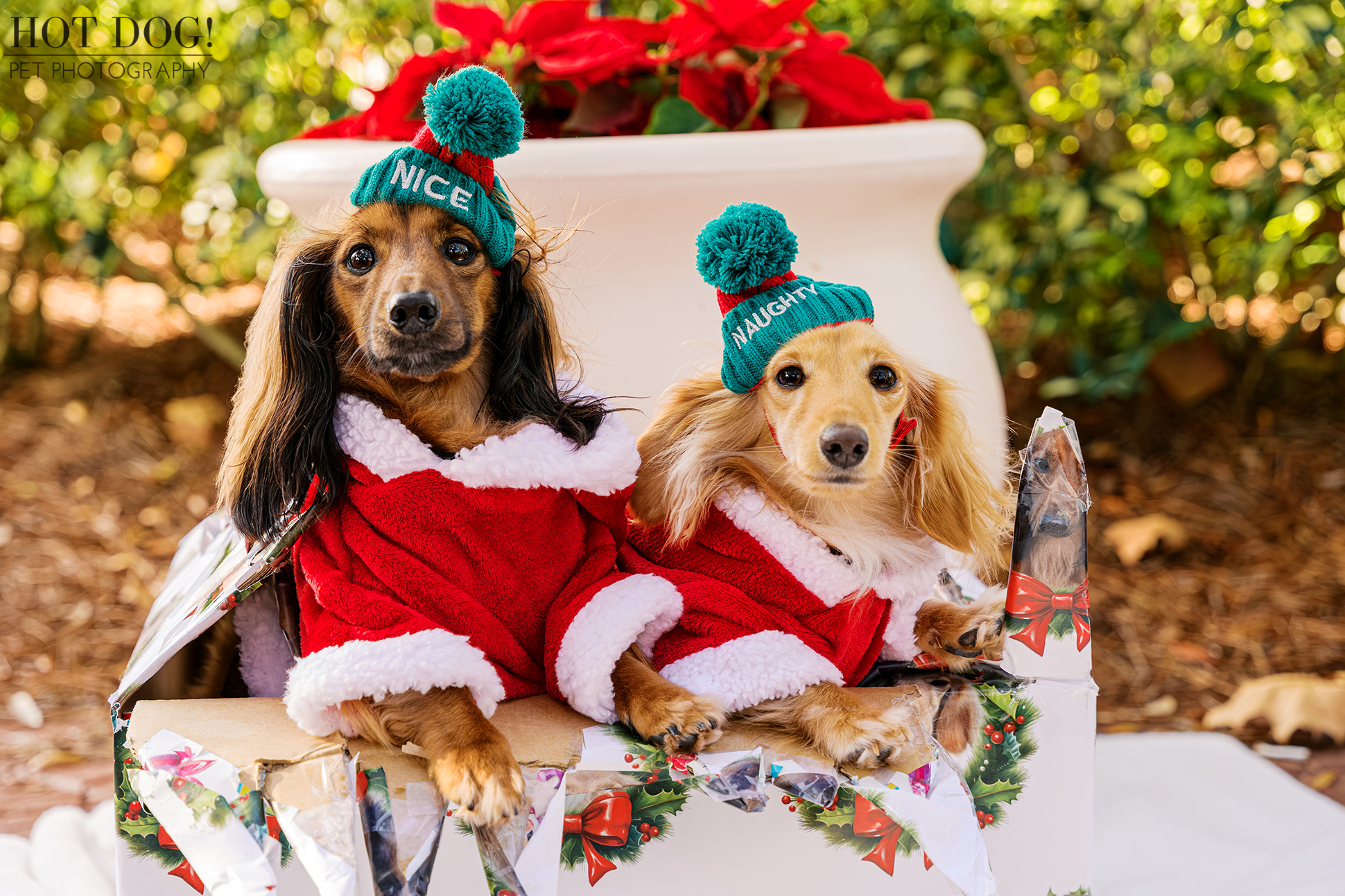 Goose and Maverick wearing red Santa coats and knit “nice” and “naughty” hats while sitting inside a torn holiday gift box.
