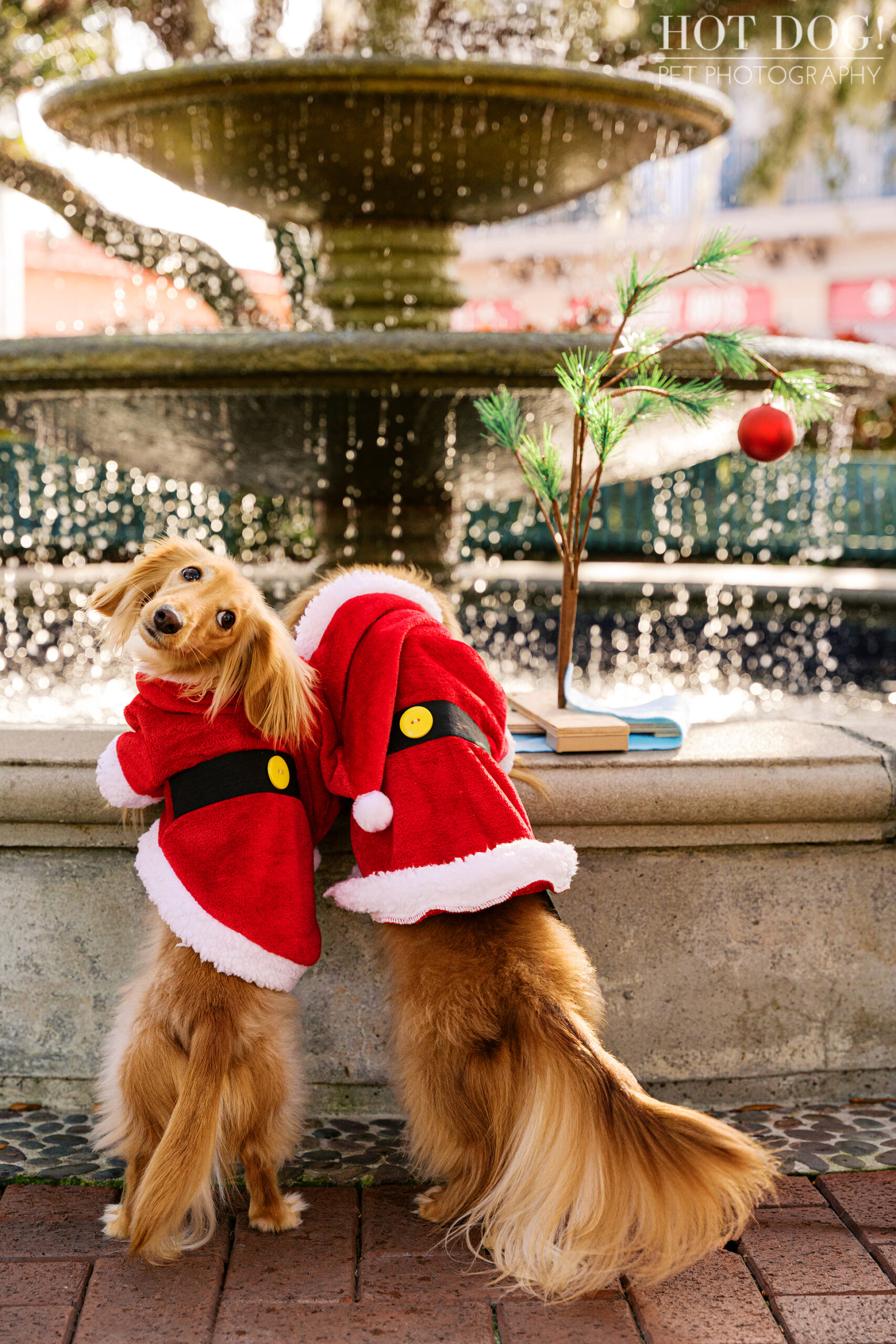 Goose and Maverick standing on their hind legs in Santa outfits beside a fountain decorated with a small holiday tree.