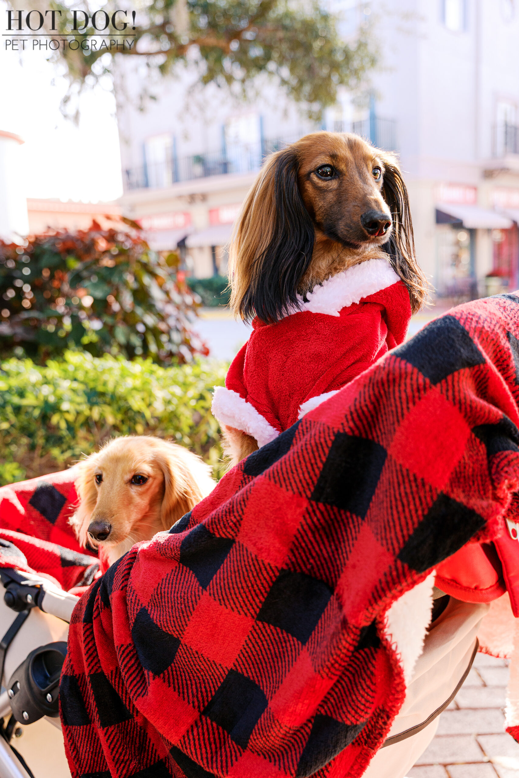 Maverick wearing a Santa coat sitting upright in a stroller while Goose peeks out from under a red and black plaid blanket.