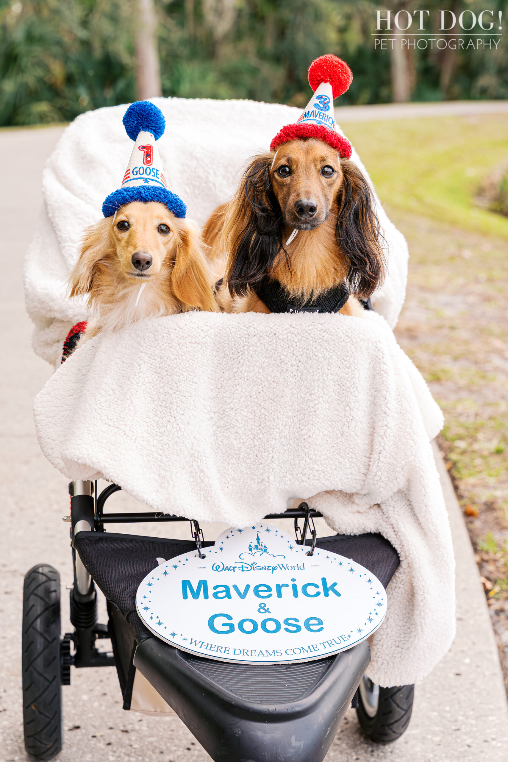 Goose and Maverick riding in a stroller wearing festive party hats with a sign that reads “Maverick & Goose.”