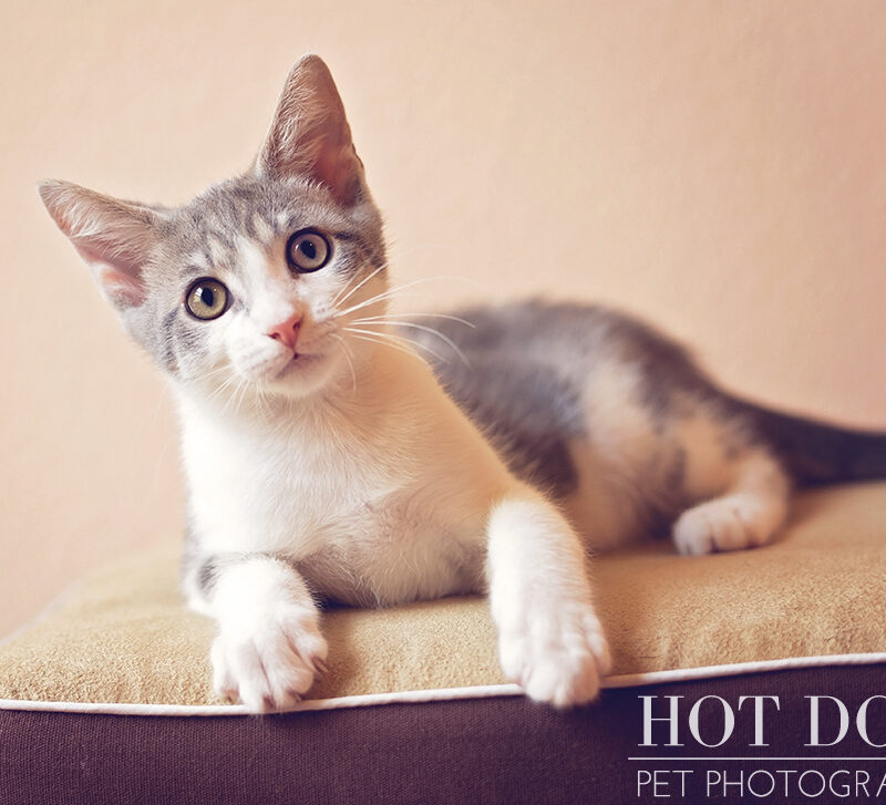 Gus | Orlando Pet Photographer